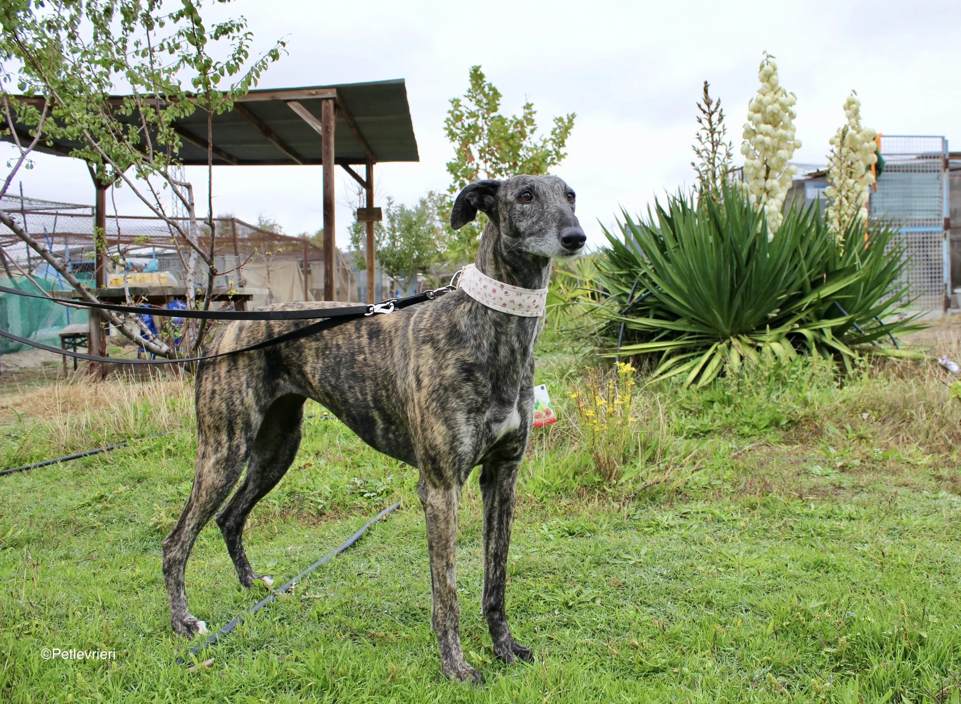 Djerba adozioni levrieri gelgo 11