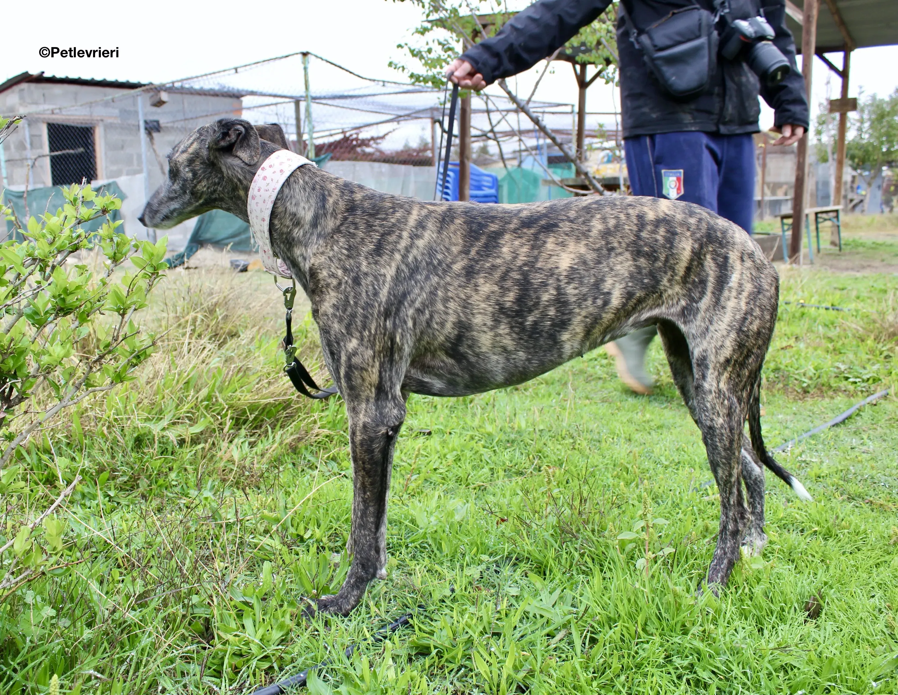 Djerba adozioni levrieri gelgo 12