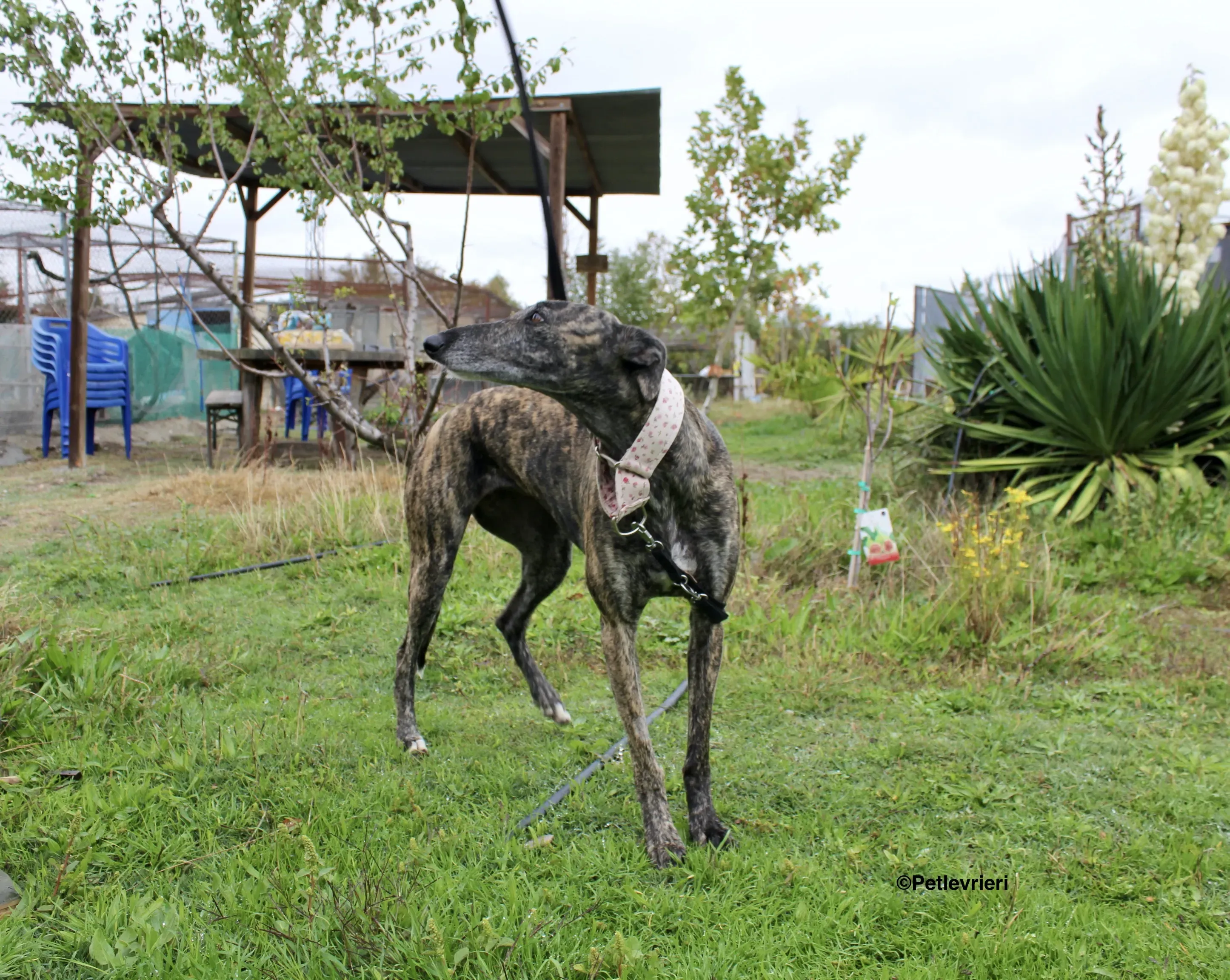 Djerba adozioni levrieri gelgo 13