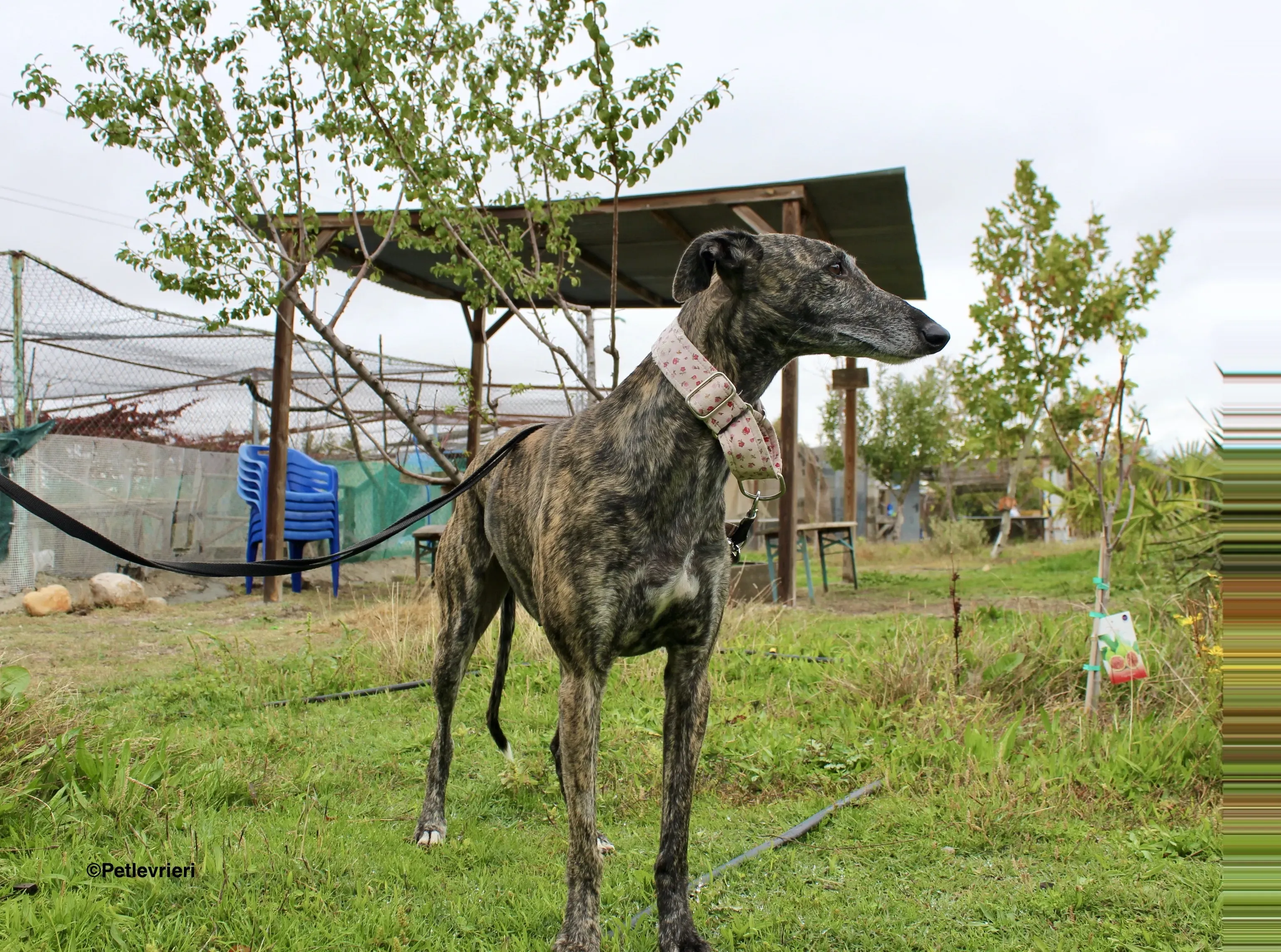 Djerba adozioni levrieri gelgo 14
