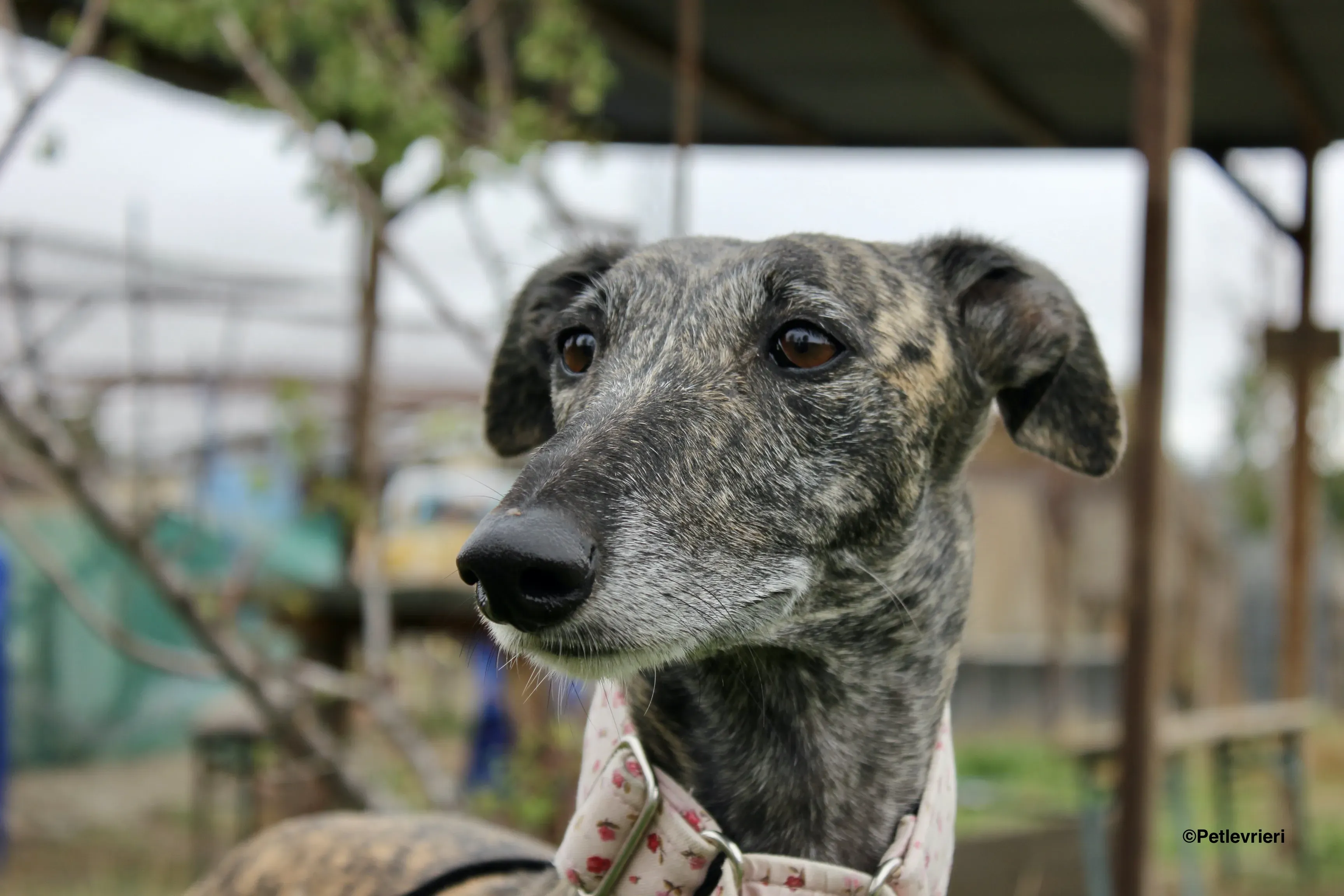 Djerba adozioni levrieri gelgo 15