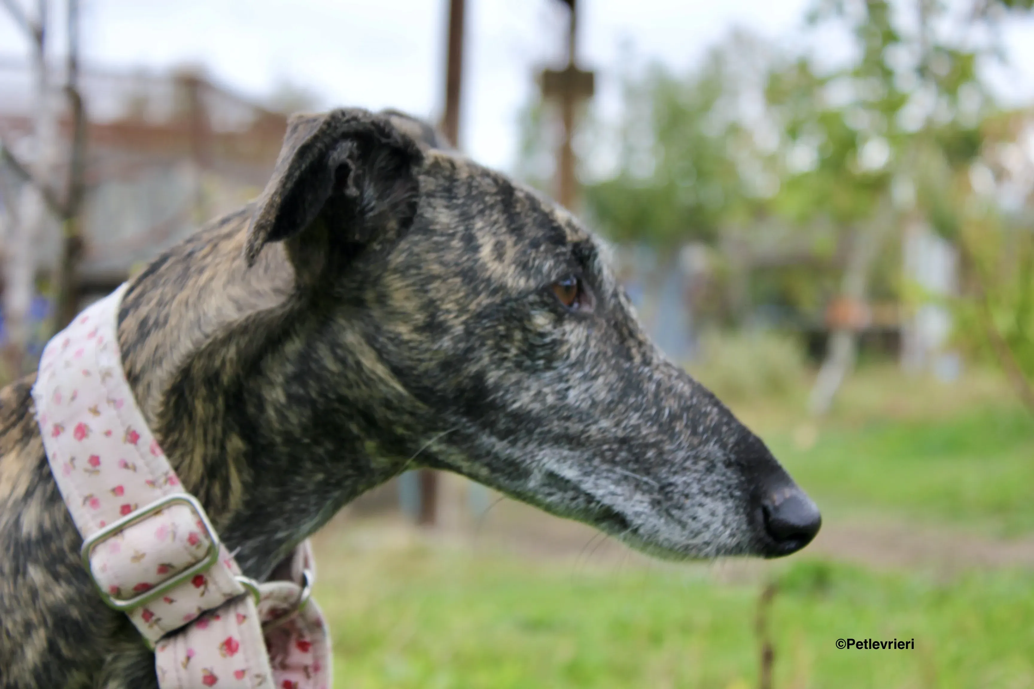 Djerba adozioni levrieri gelgo 16