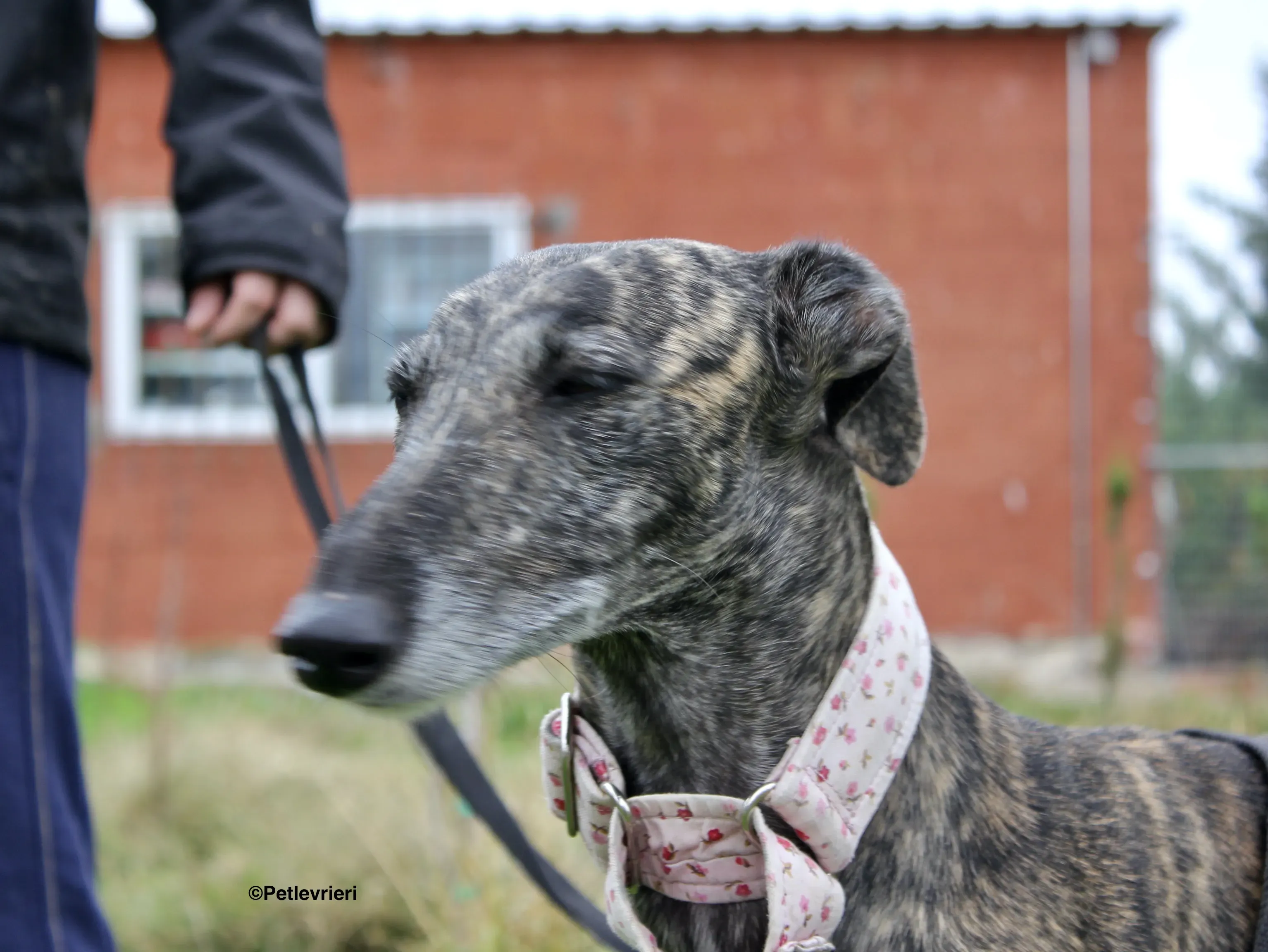 Djerba adozioni levrieri gelgo 17