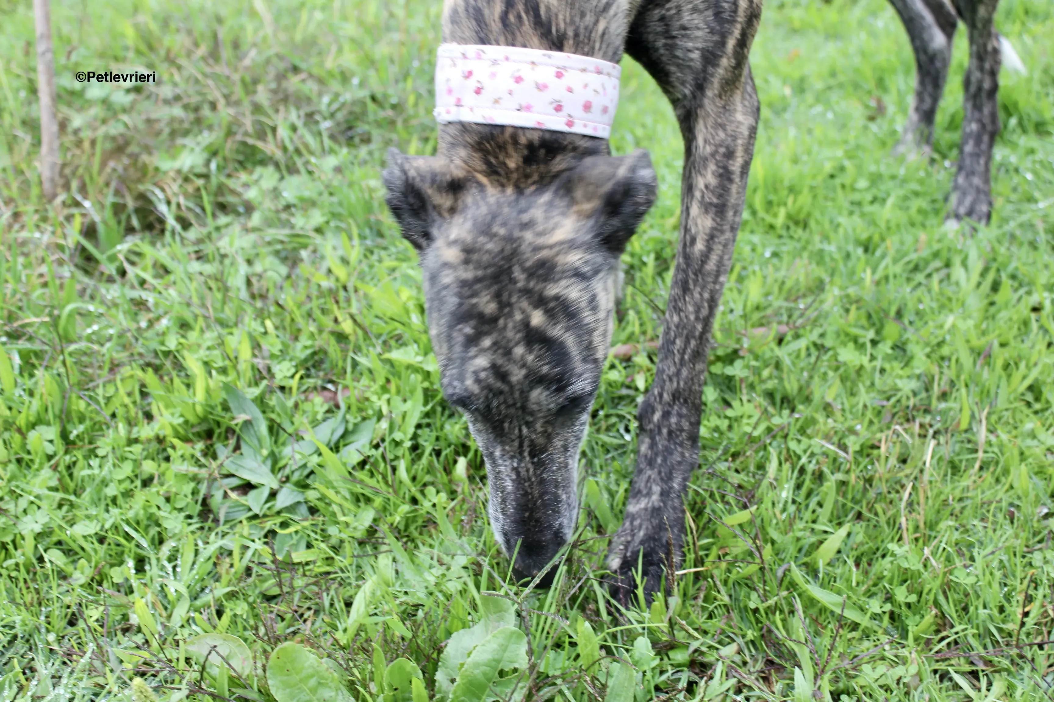 Djerba adozioni levrieri gelgo 18