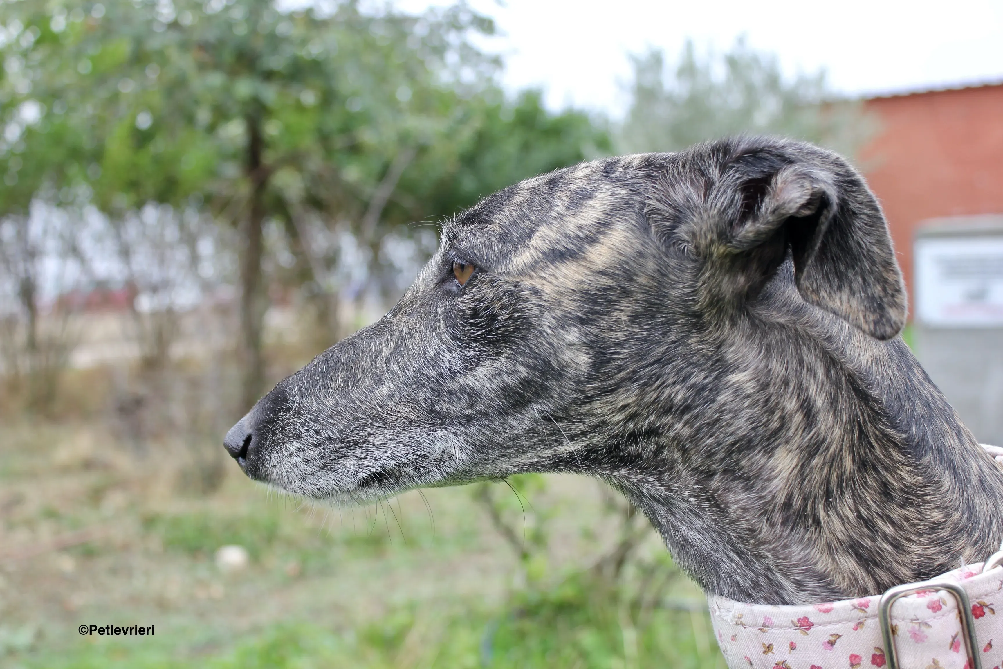 Djerba adozioni levrieri gelgo 20
