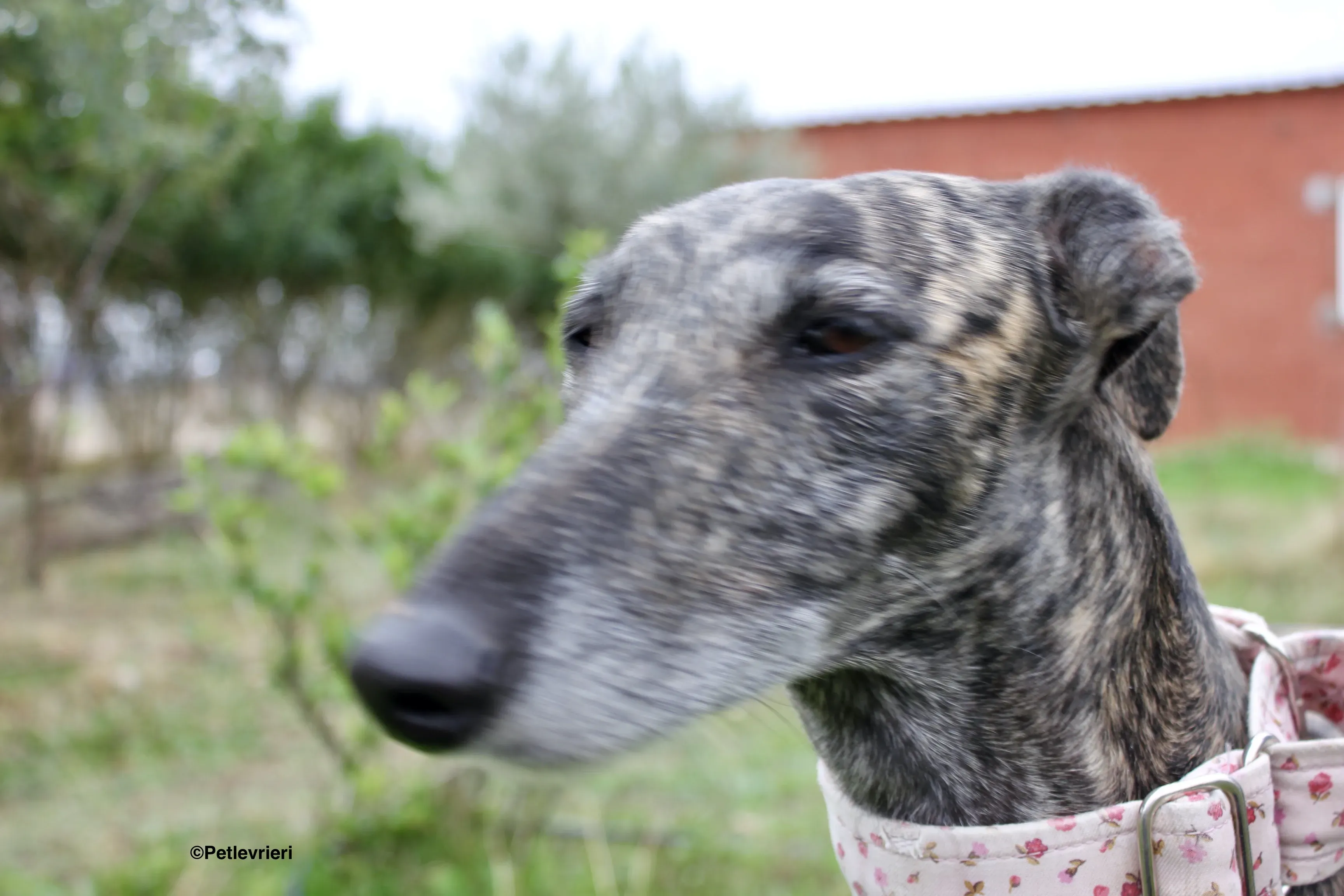 Djerba adozioni levrieri gelgo 21