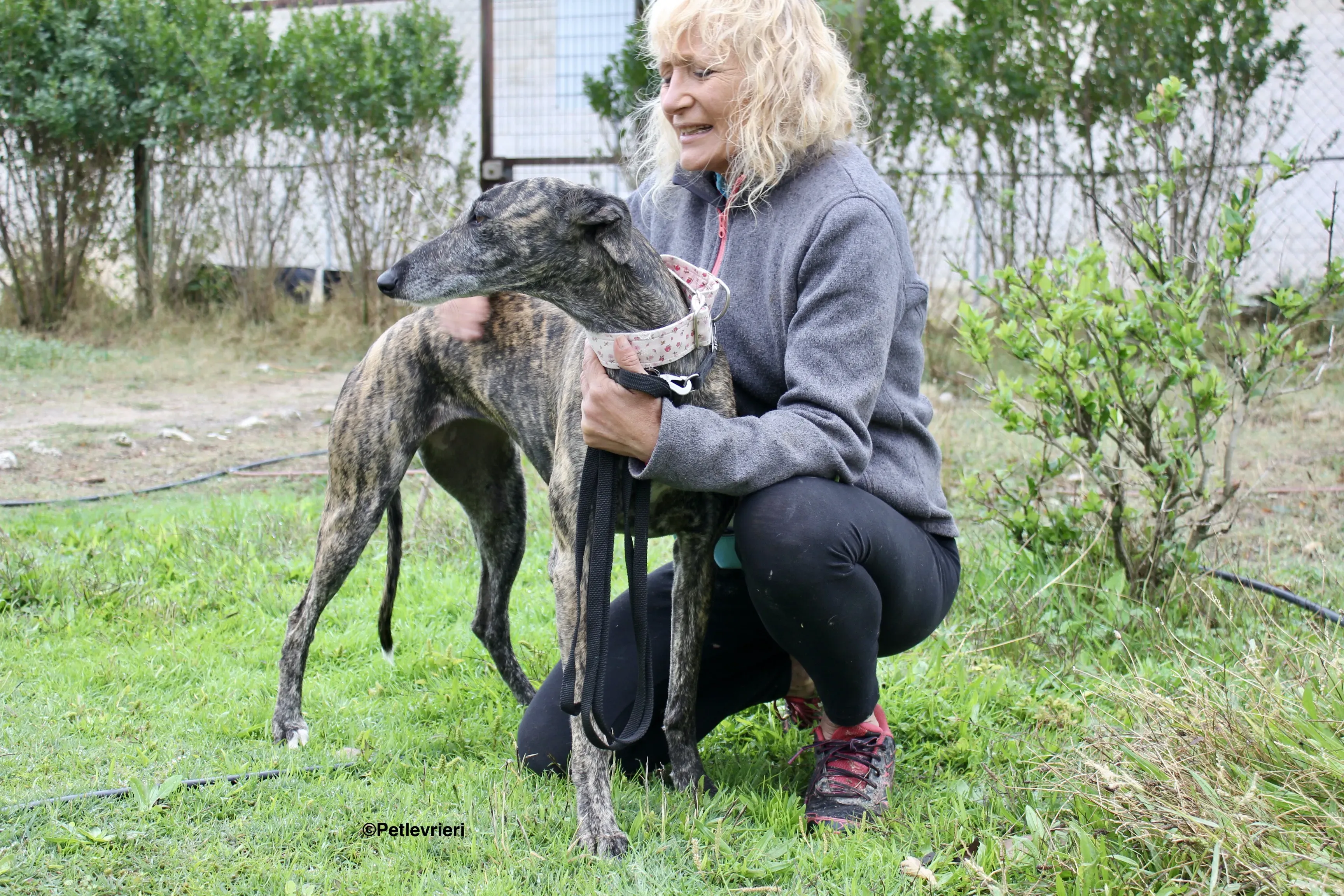 Djerba adozioni levrieri gelgo 22