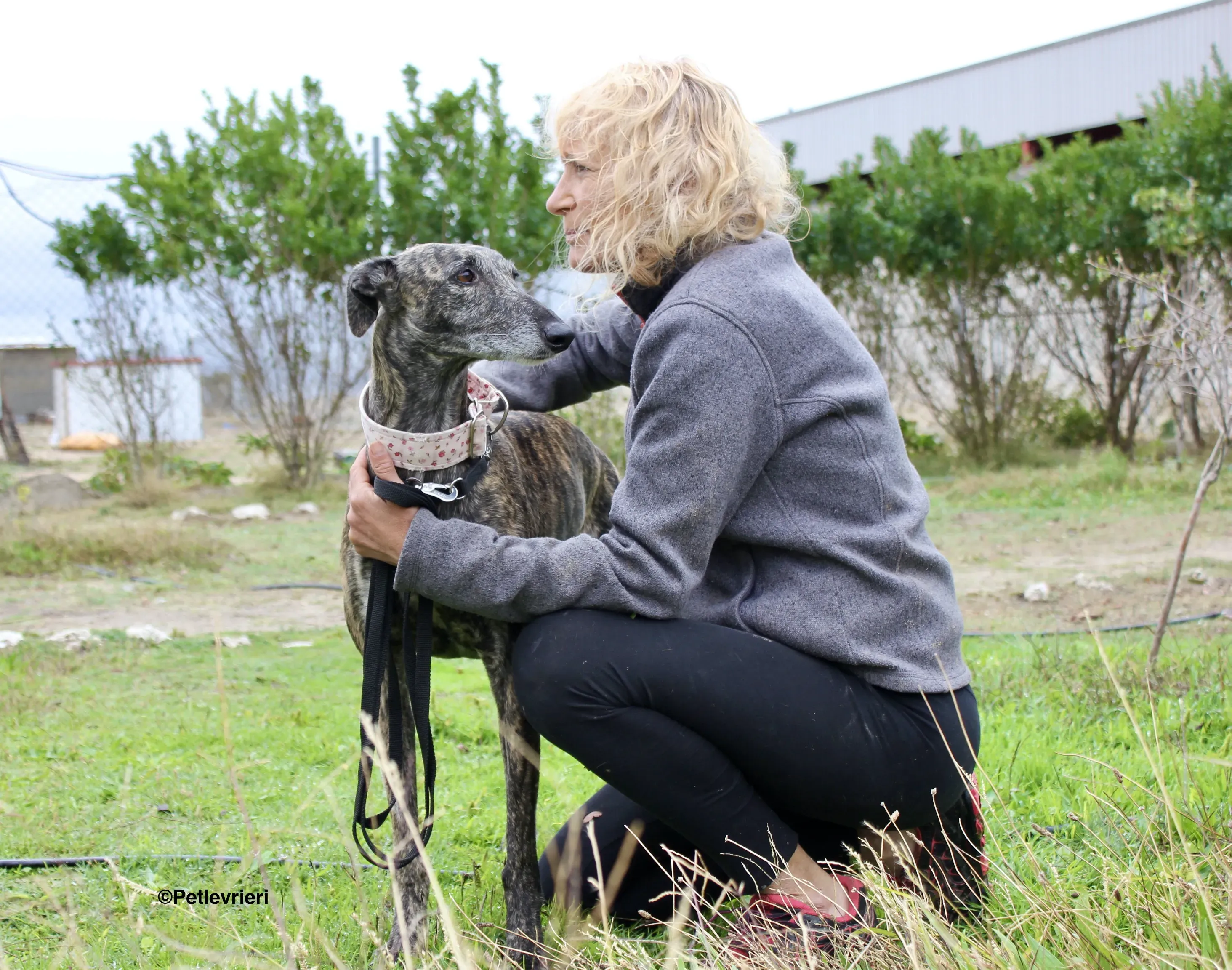 Djerba adozioni levrieri gelgo 23
