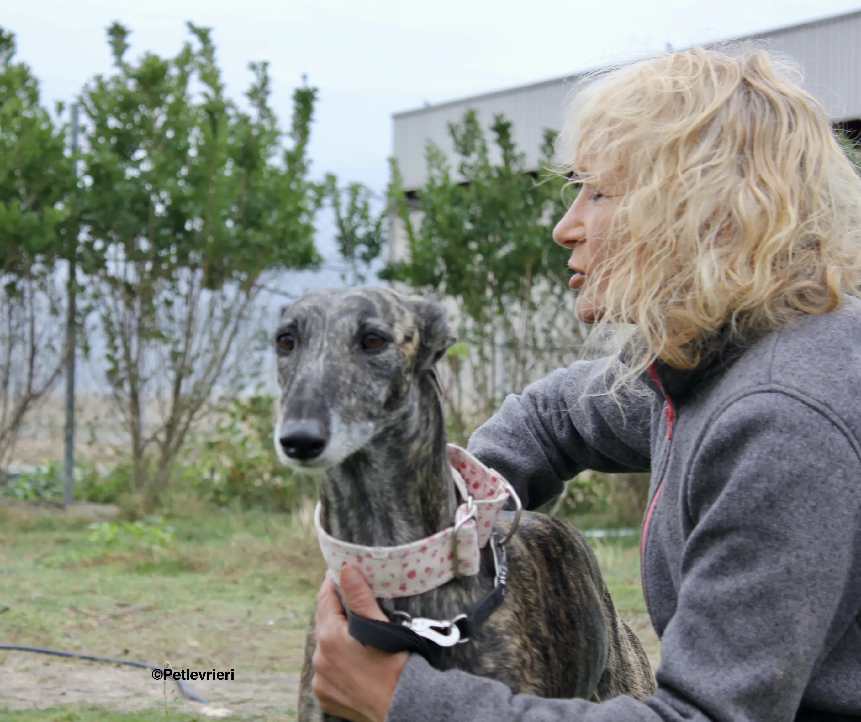 Djerba adozioni levrieri gelgo 24