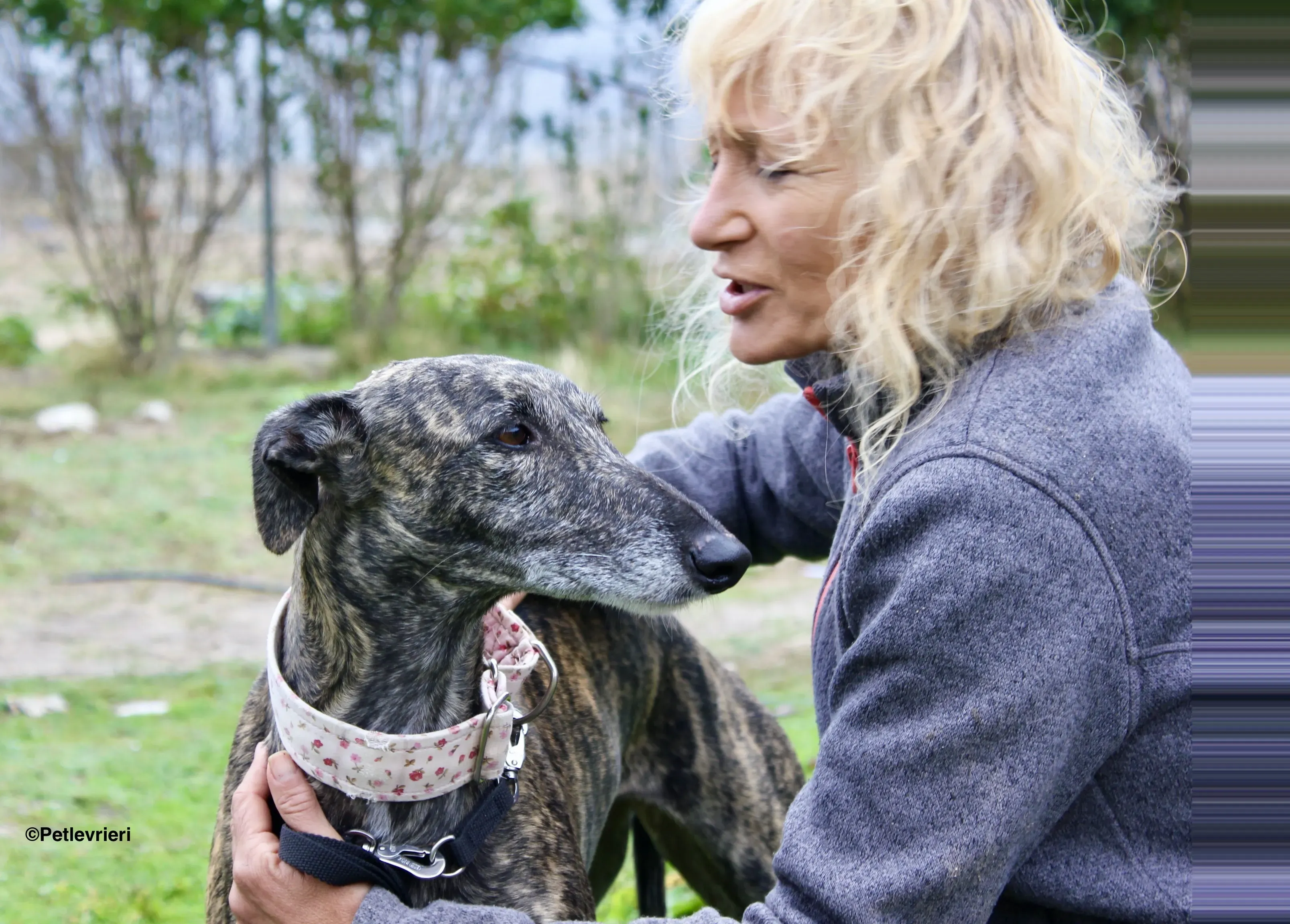 Djerba adozioni levrieri gelgo 25