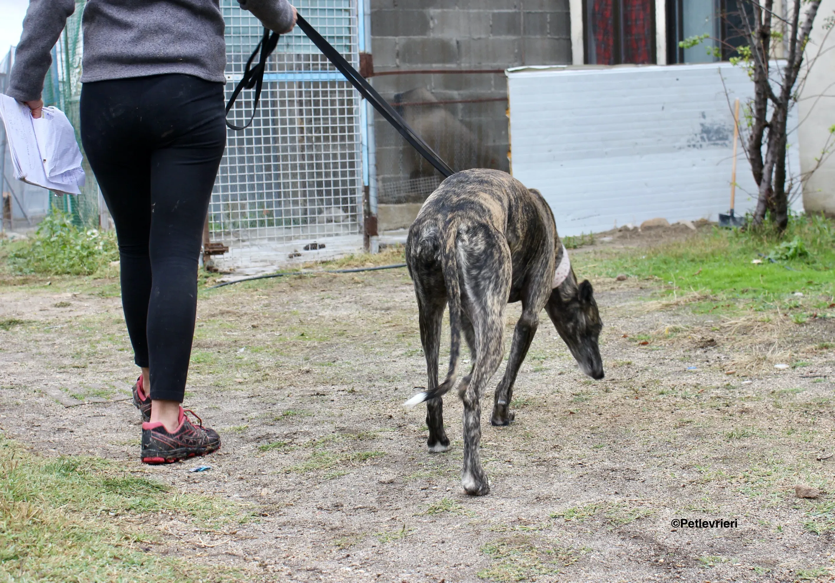 Djerba adozioni levrieri gelgo 26