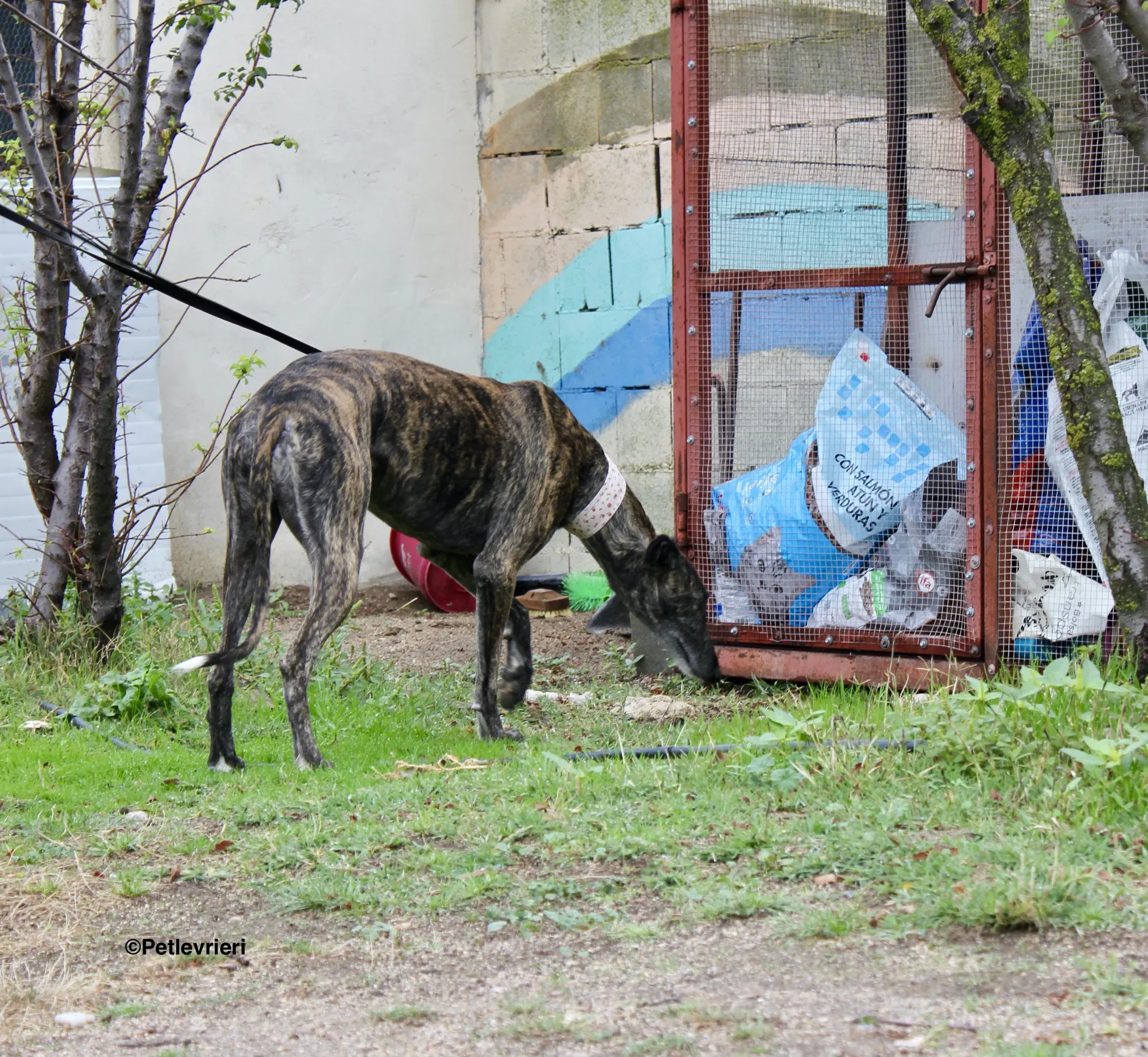 Djerba adozioni levrieri gelgo 27