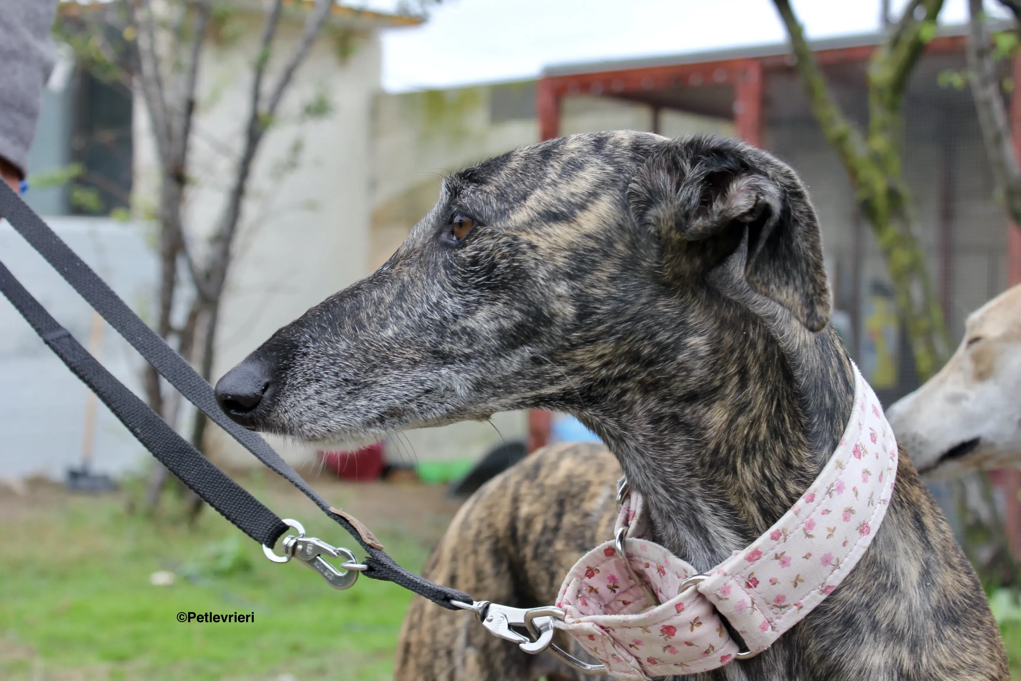 Djerba adozioni levrieri gelgo 28