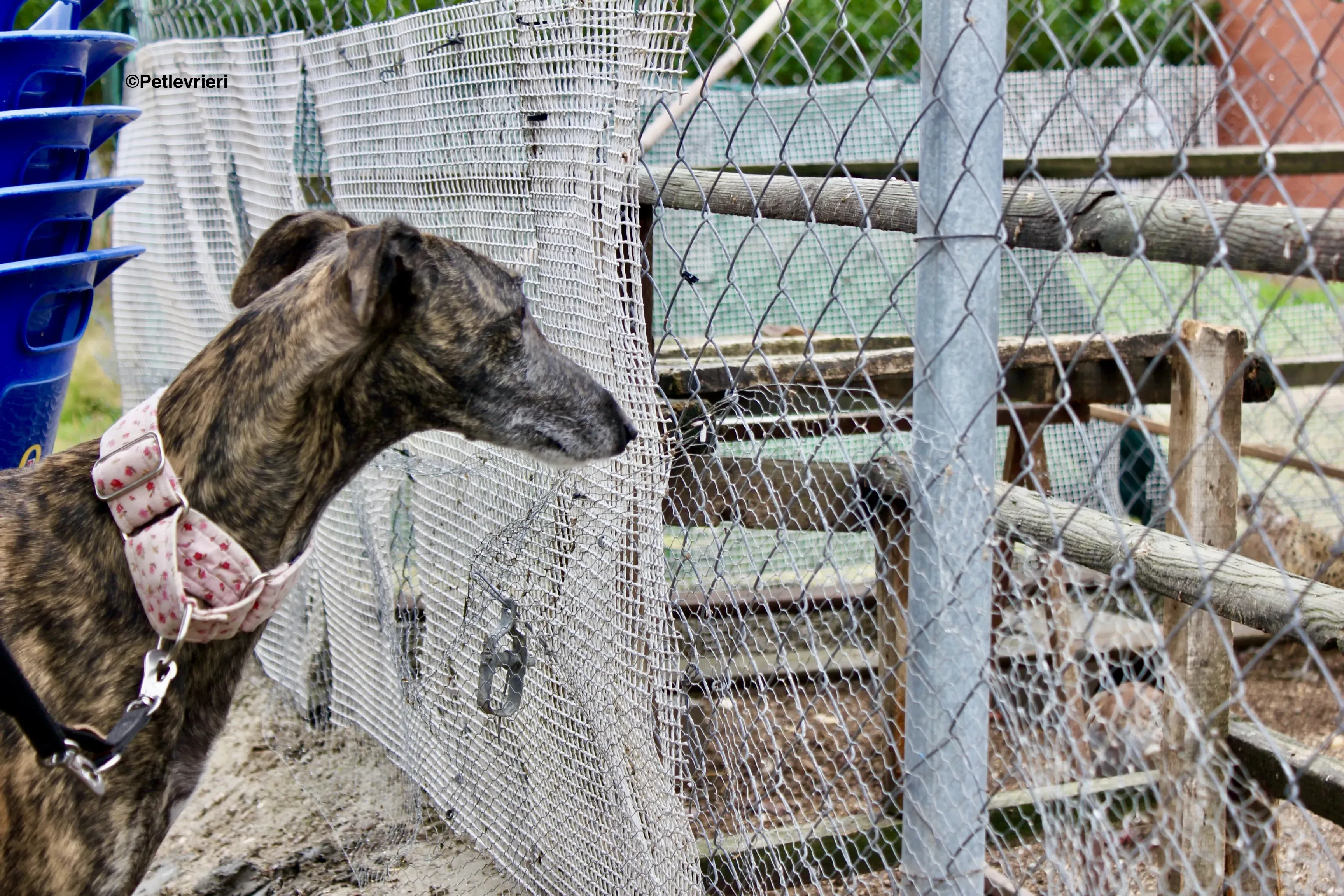 Djerba adozioni levrieri gelgo 29