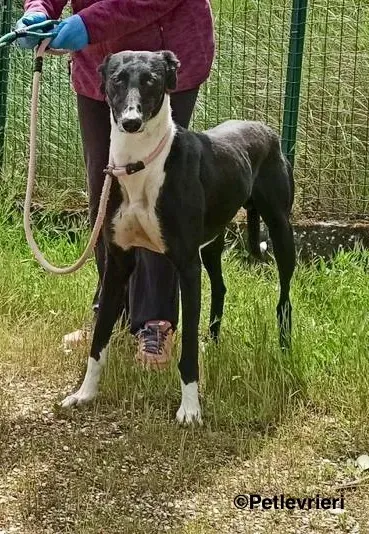 Dobby adozione levrieri galgo 1 3