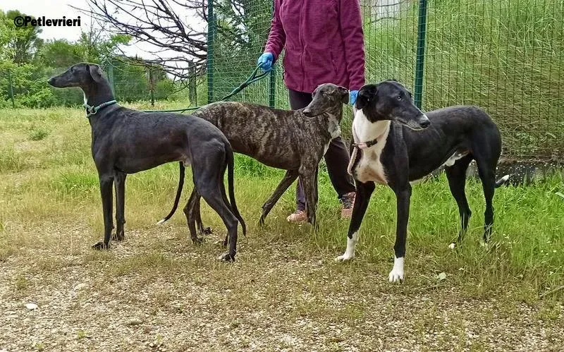 Dobby adozione levrieri galgo 1 4