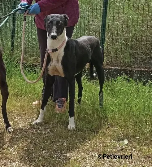 Dobby adozione levrieri galgo 1