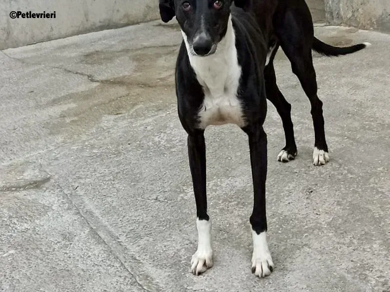 Dobby adozione levrieri galgo 2