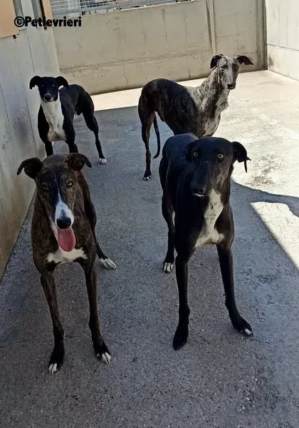 Dobby adozione levrieri galgo 3 2