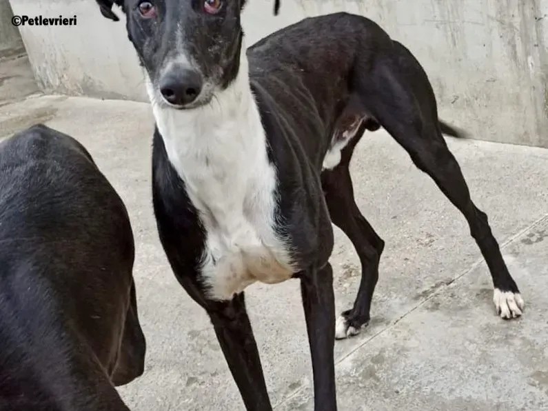 Dobby adozione levrieri galgo 3