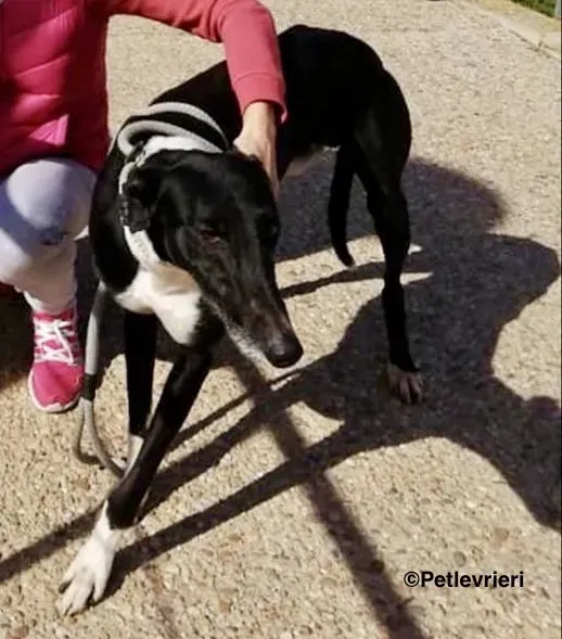 Dobby adozione levrieri galgo 4