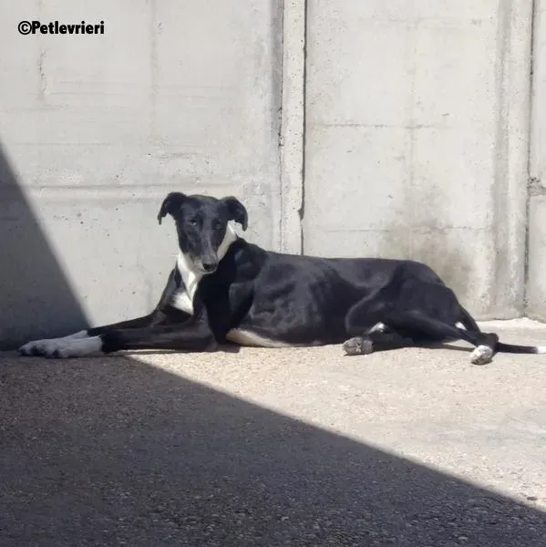 Dobby adozione levrieri galgo 5