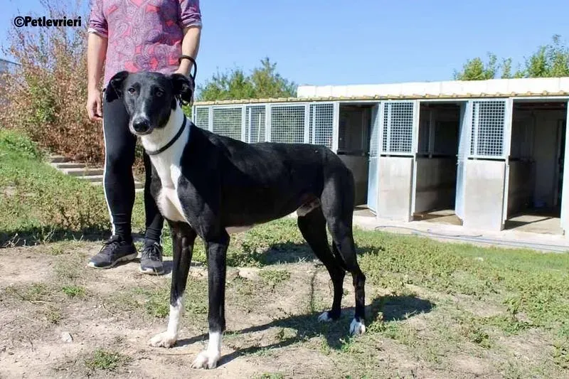 Dobby adozione levrieri galgo 6