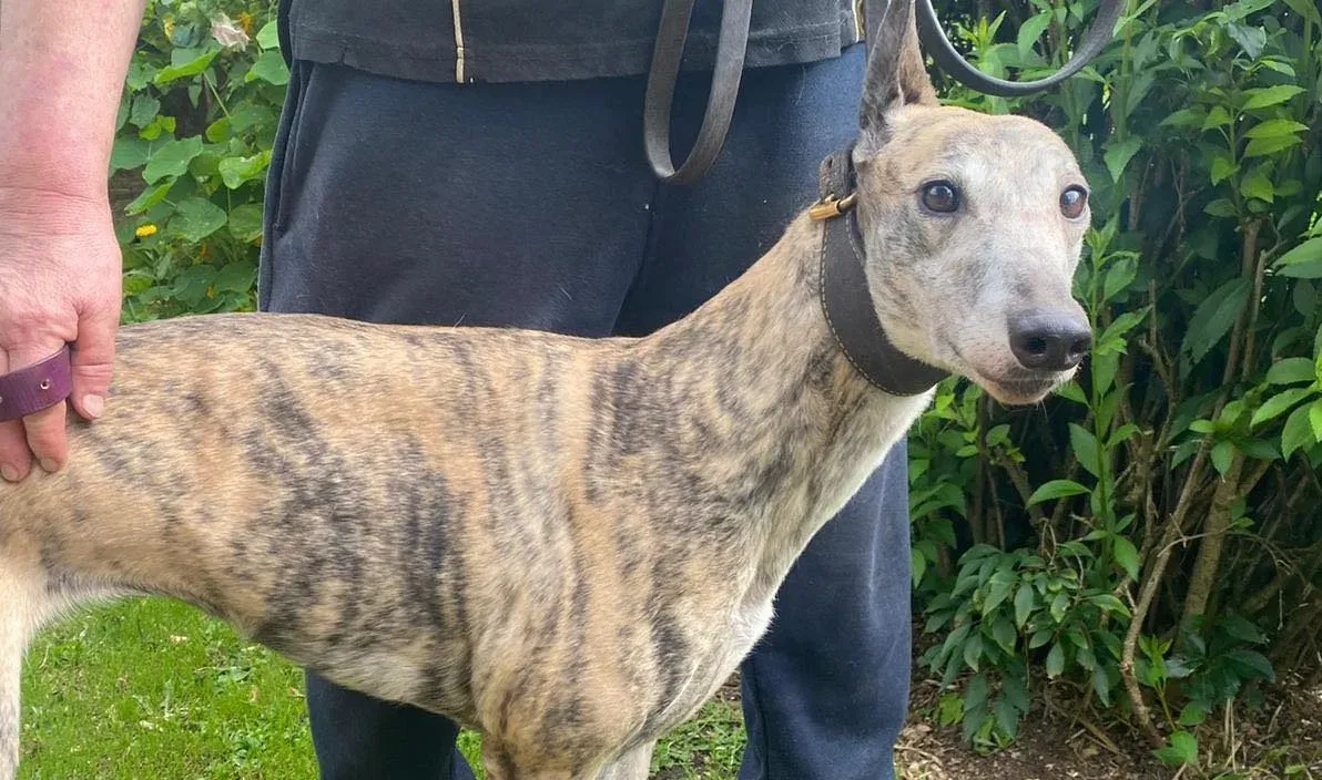 Doireann adozione levrieri greyhound 1 e1692624602704