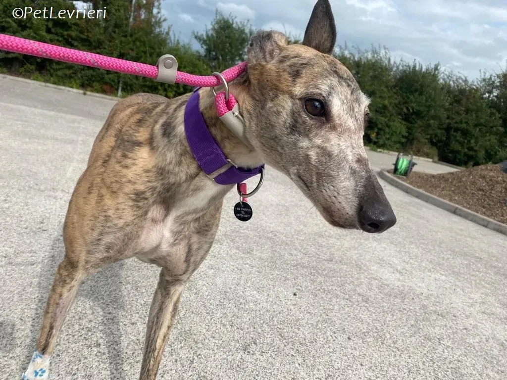 Doireann adozione levrieri greyhound 10
