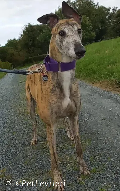 Doireann adozione levrieri greyhound 11