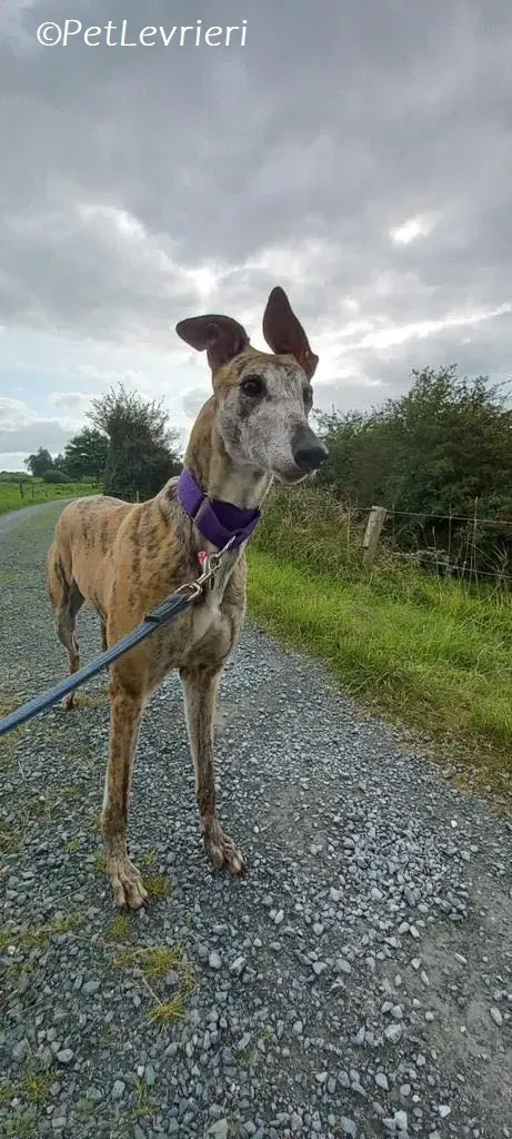 Doireann adozione levrieri greyhound 12