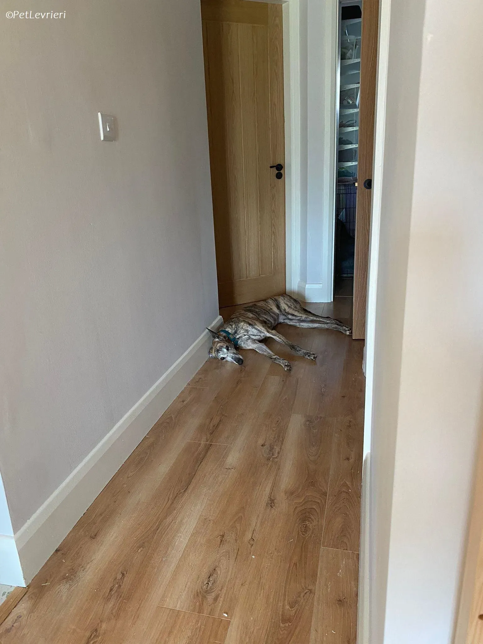 Doireann adozione levrieri greyhound 13