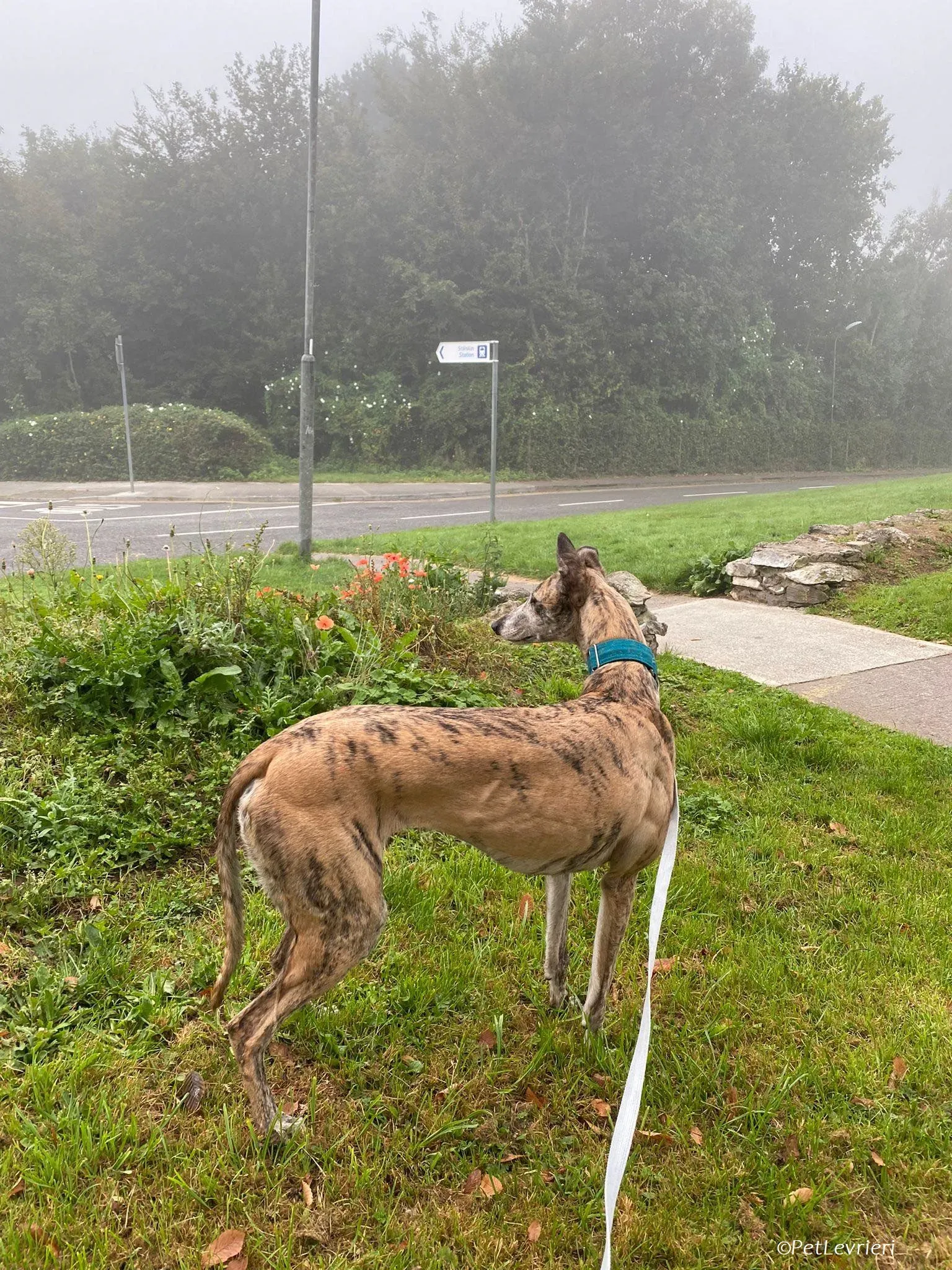 Doireann adozione levrieri greyhound 14