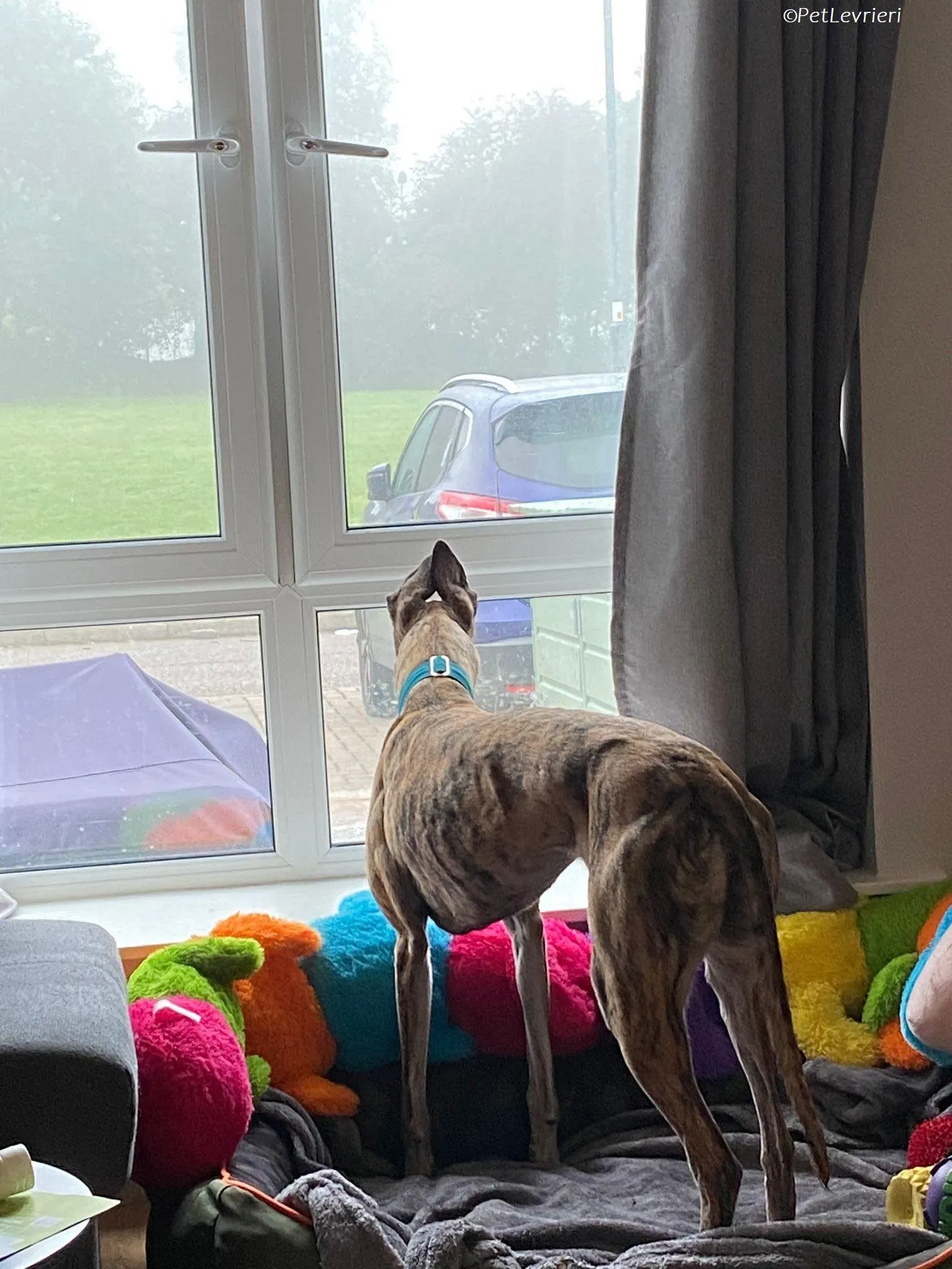 Doireann adozione levrieri greyhound 15