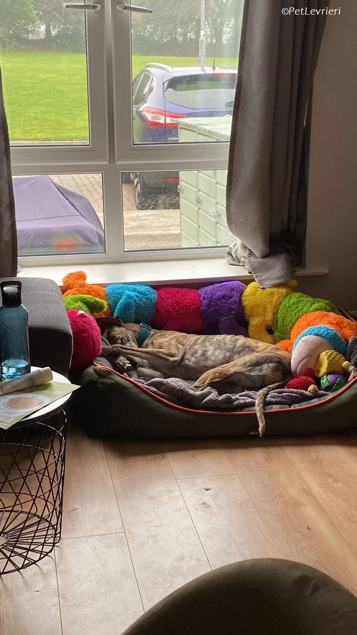 Doireann adozione levrieri greyhound 16