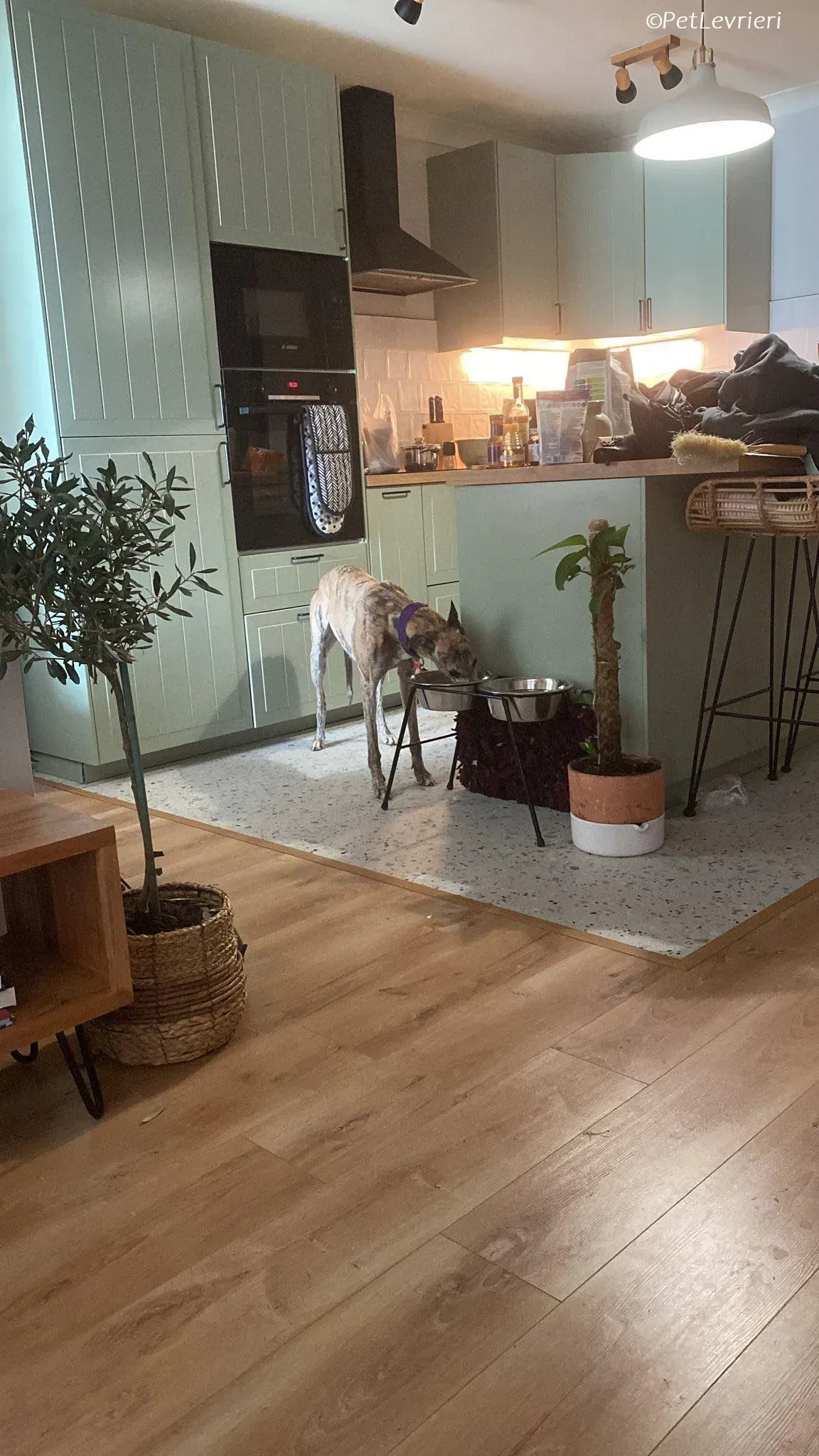 Doireann adozione levrieri greyhound 17