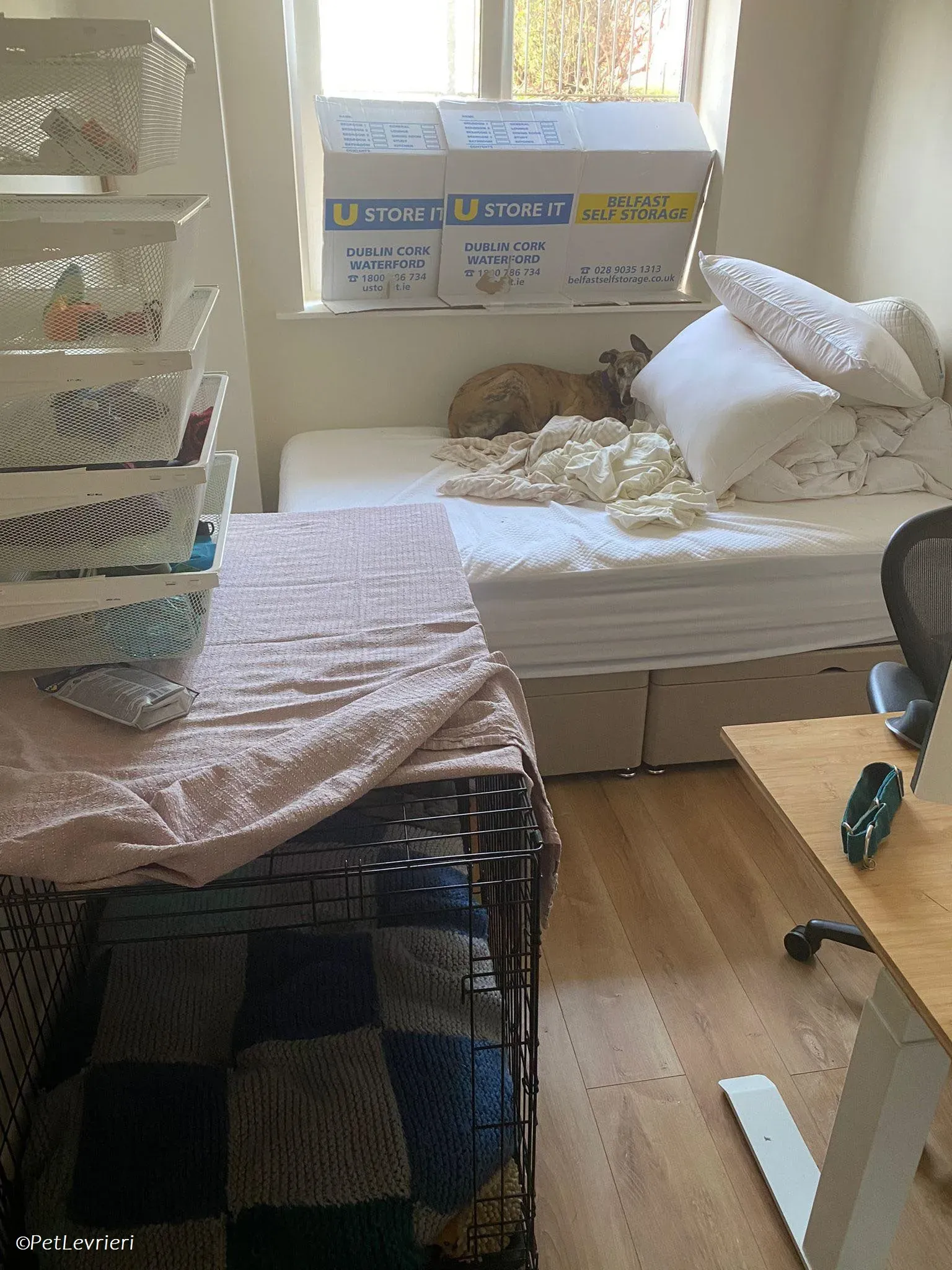 Doireann adozione levrieri greyhound 18