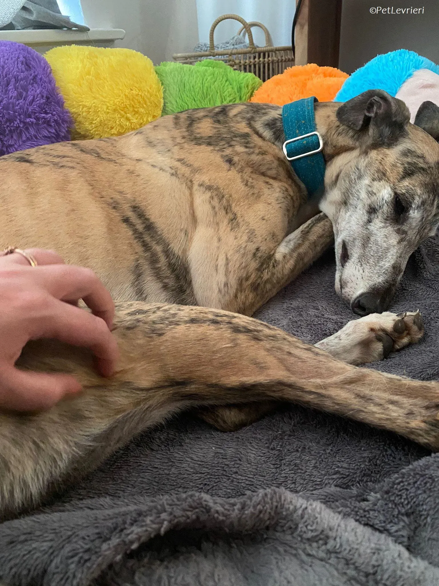 Doireann adozione levrieri greyhound 19