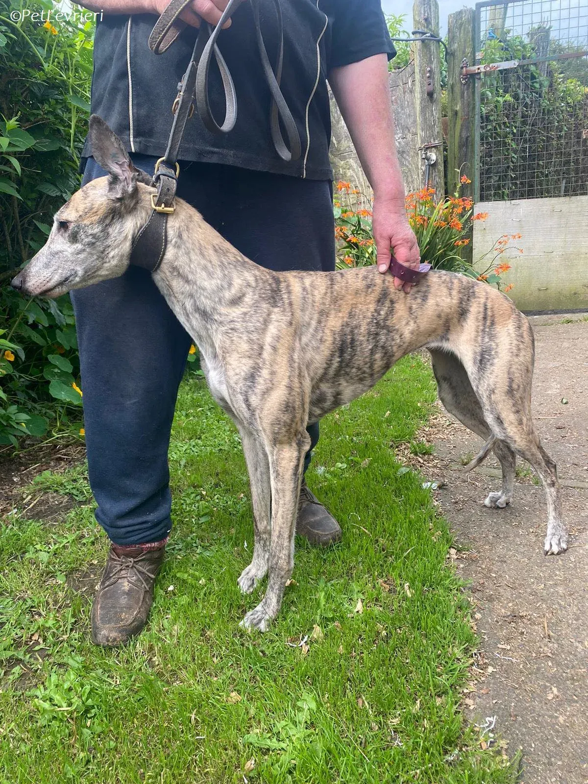 Doireann adozione levrieri greyhound 2