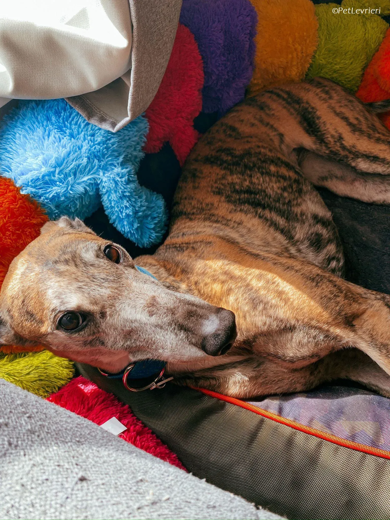 Doireann adozione levrieri greyhound 20