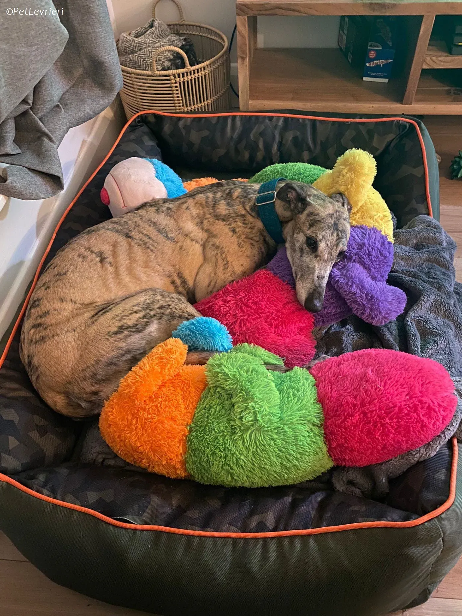 Doireann adozione levrieri greyhound 21