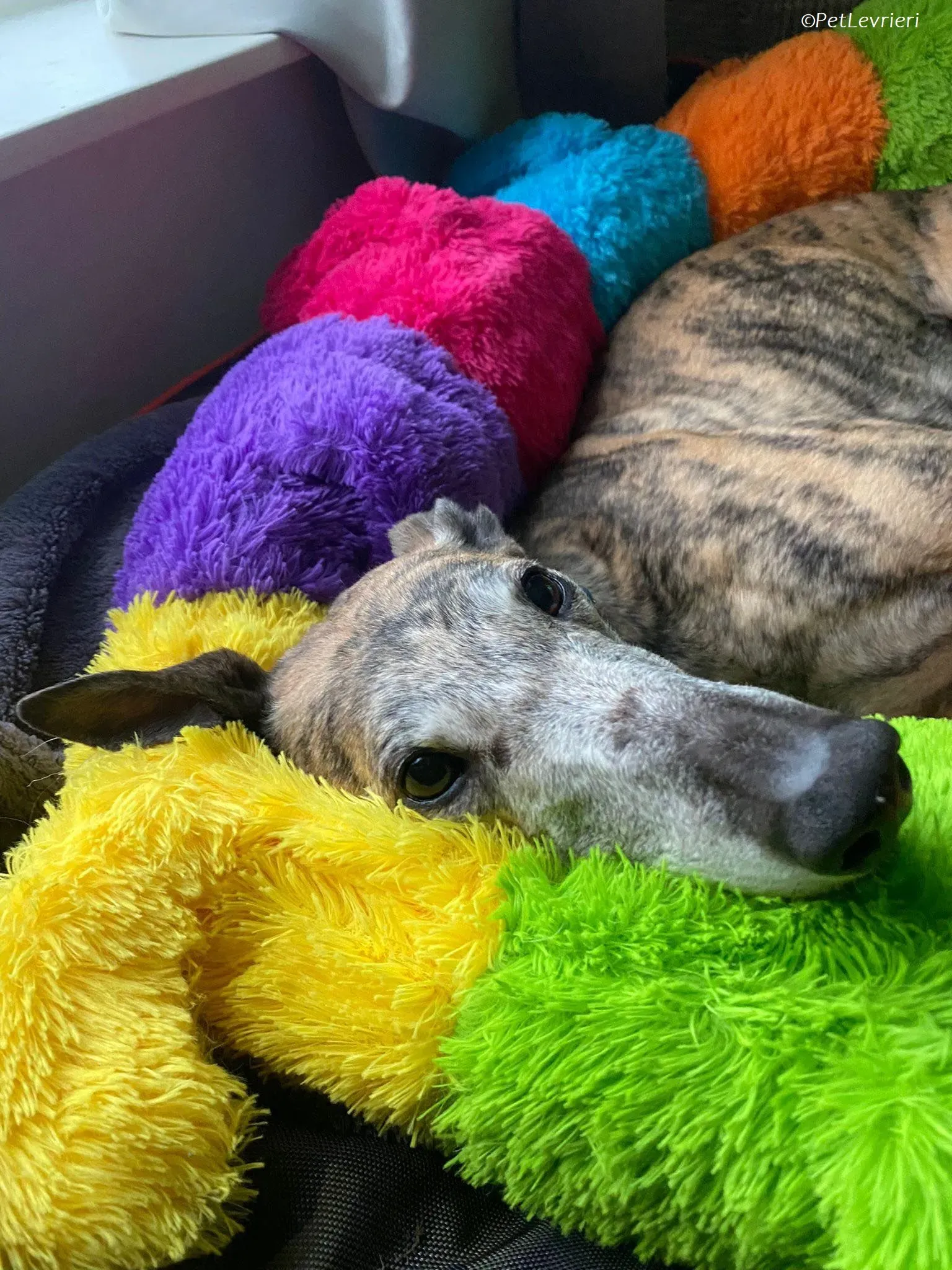 Doireann adozione levrieri greyhound 22