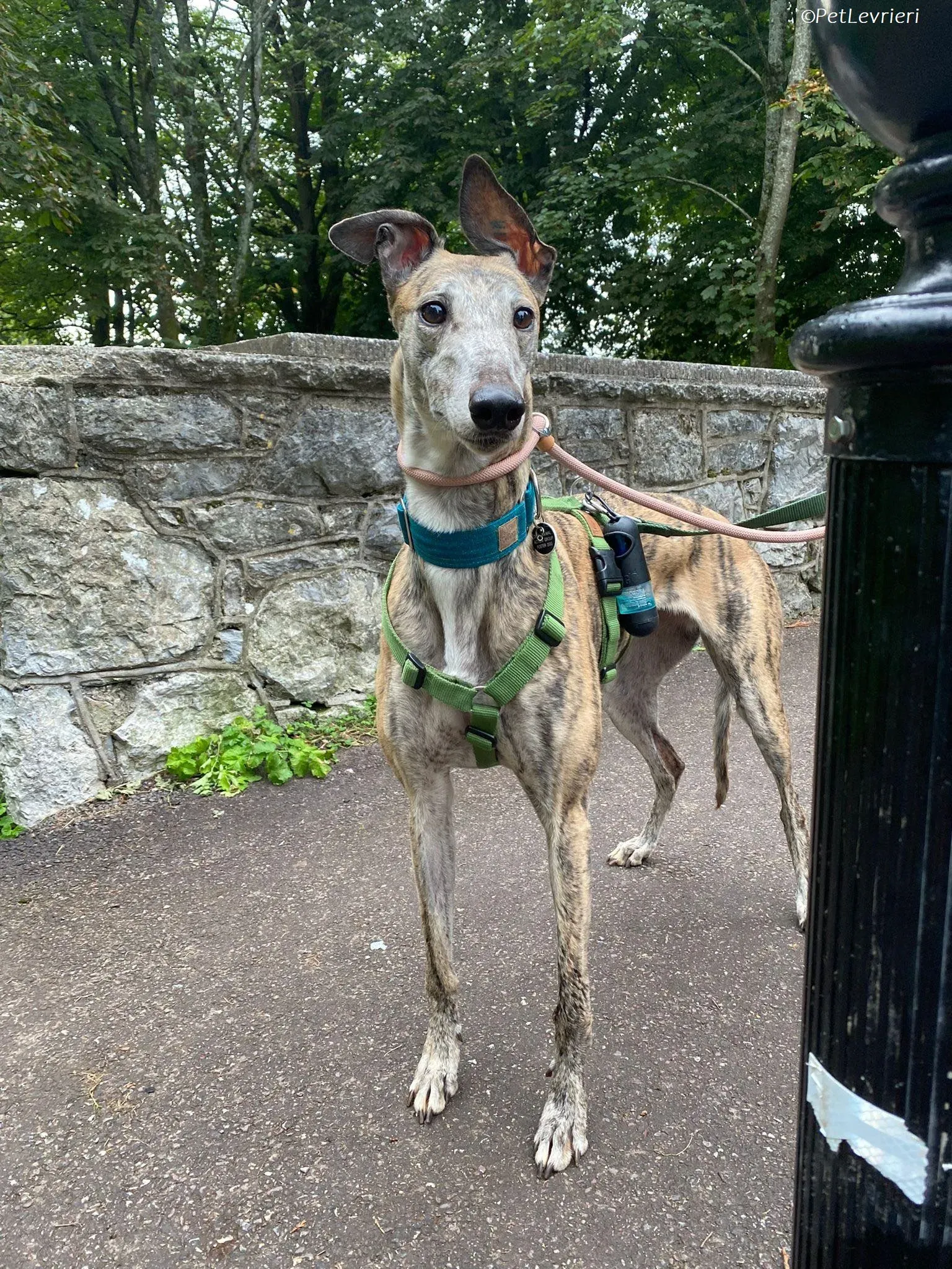 Doireann adozione levrieri greyhound 23