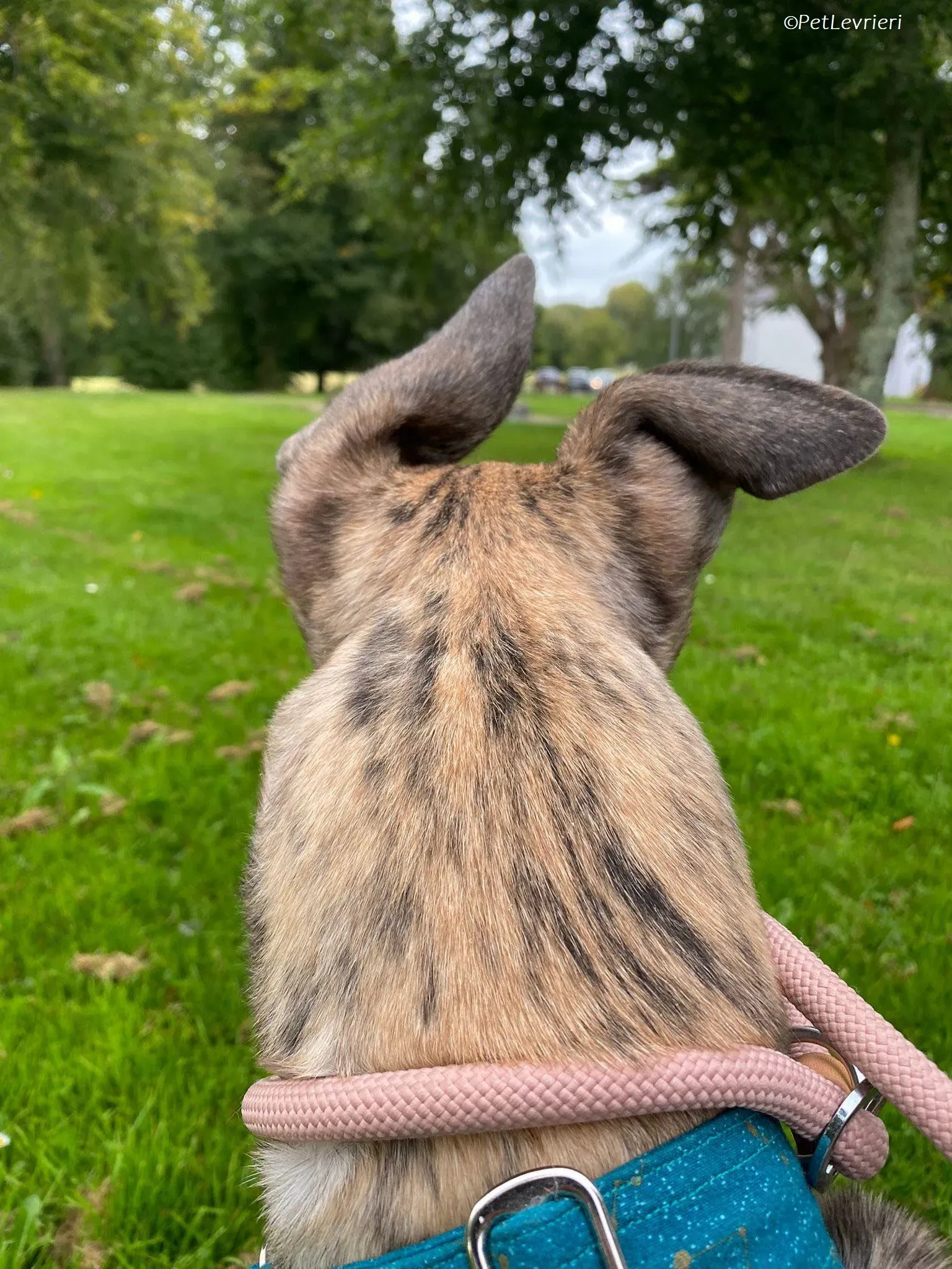 Doireann adozione levrieri greyhound 24