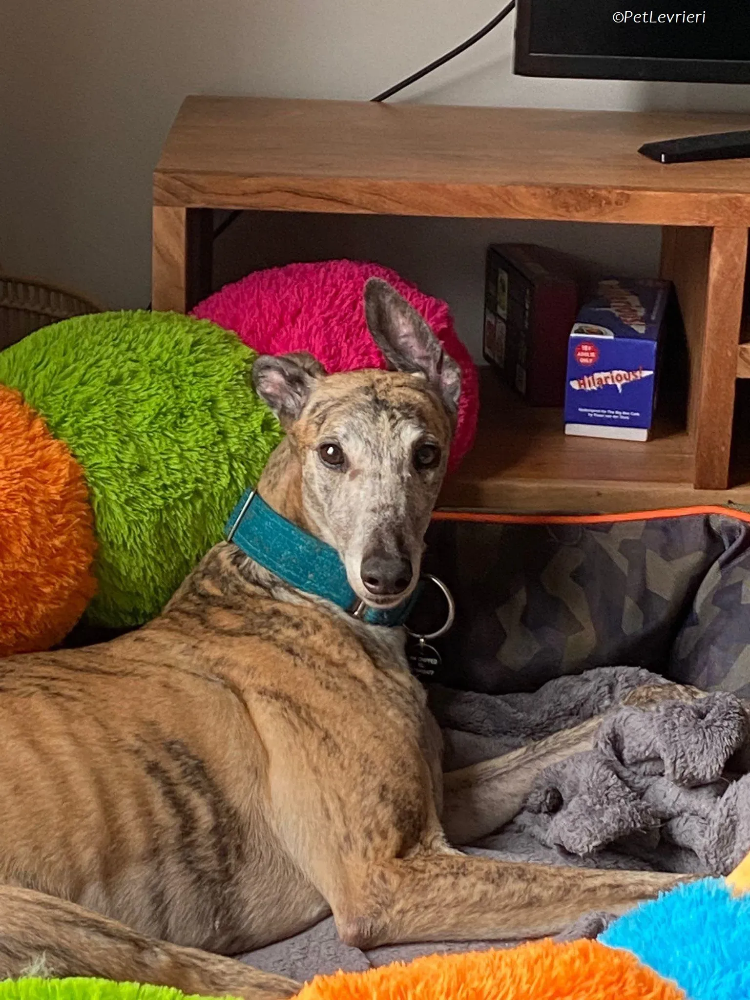 Doireann adozione levrieri greyhound 25