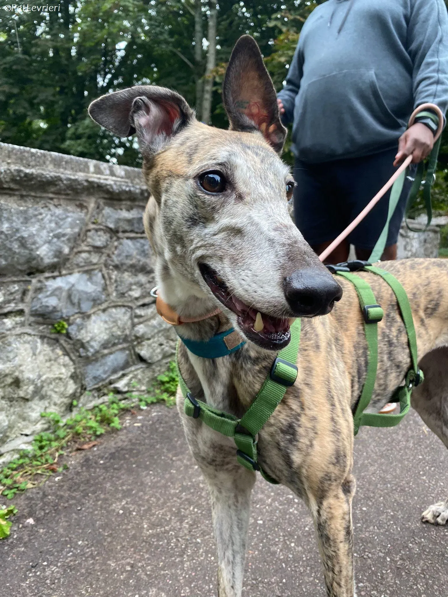 Doireann adozione levrieri greyhound 26