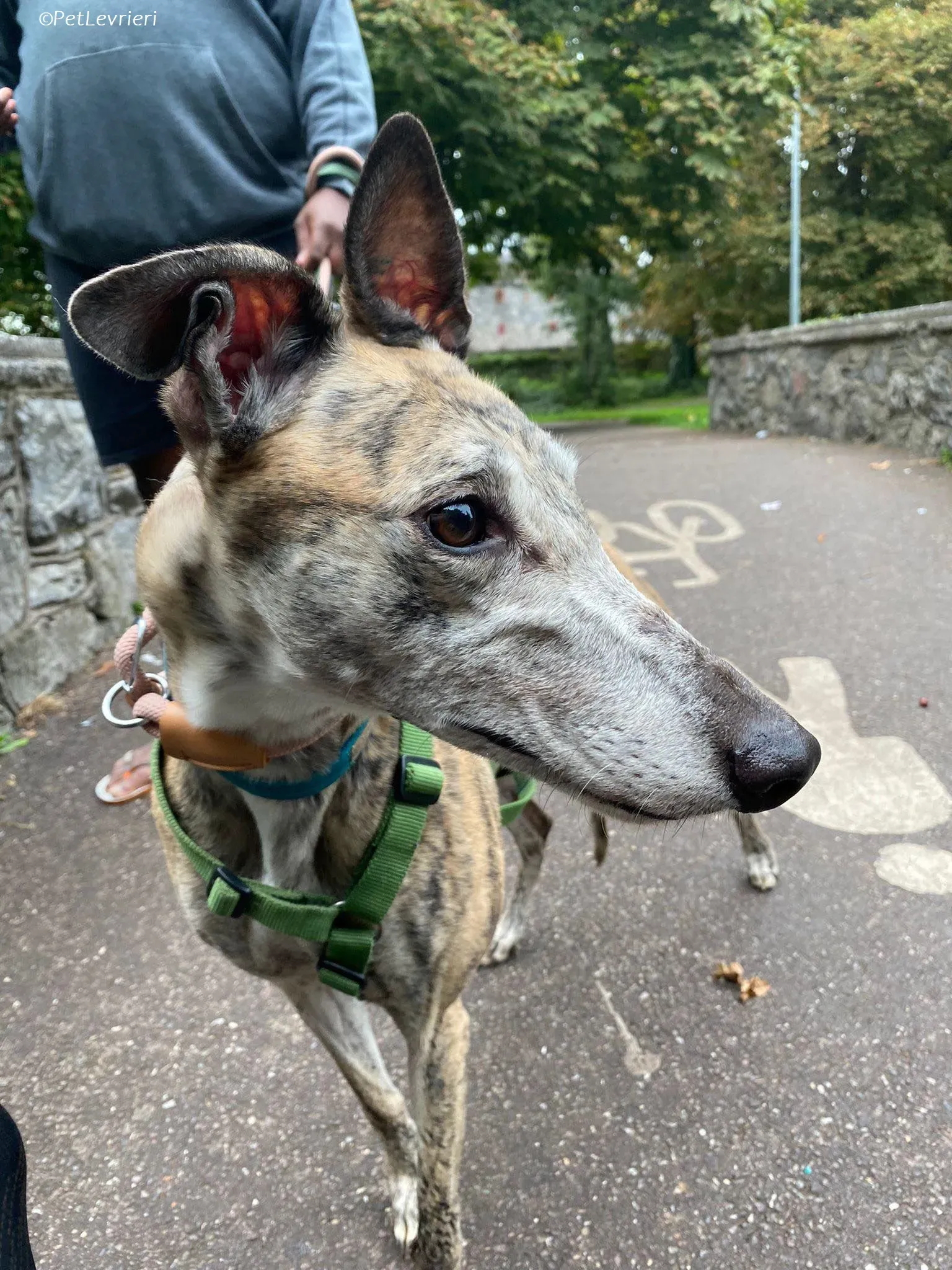 Doireann adozione levrieri greyhound 27