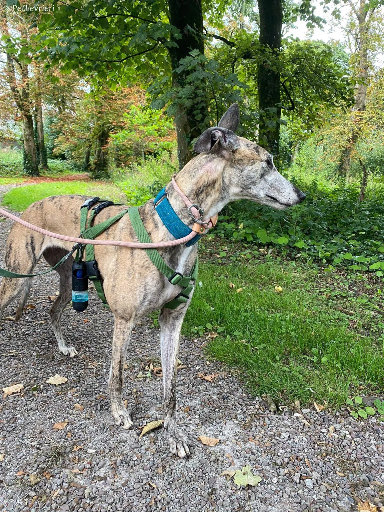 Doireann adozione levrieri greyhound 28