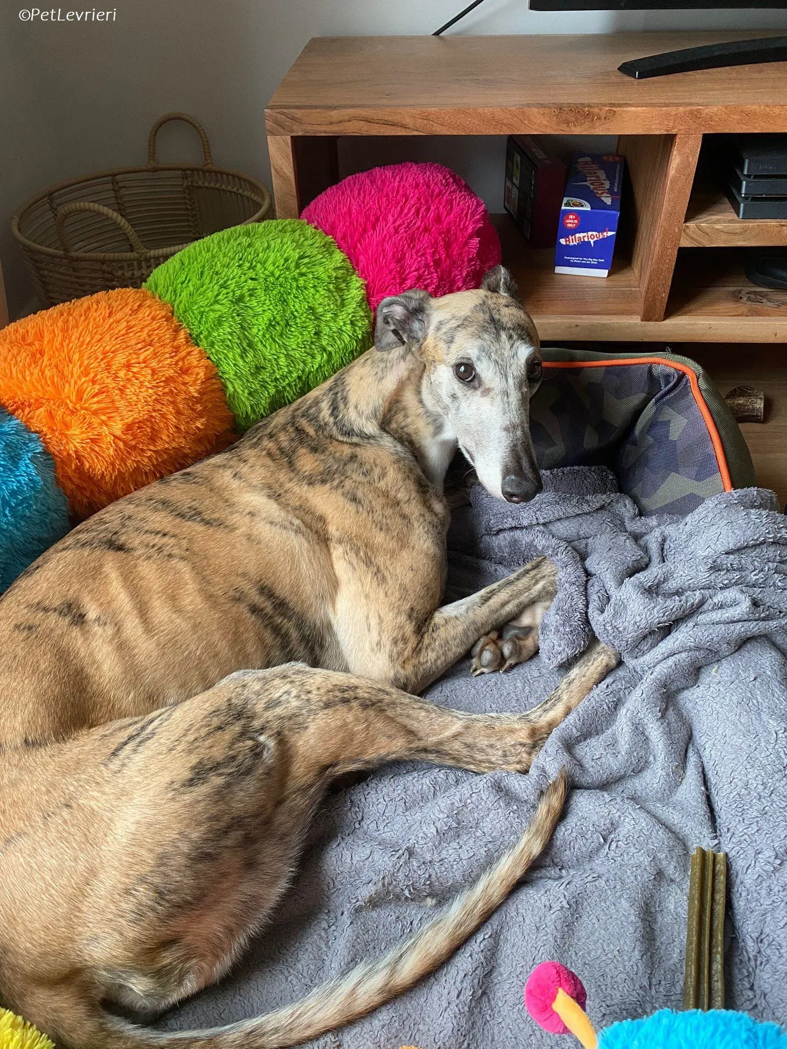 Doireann adozione levrieri greyhound 29