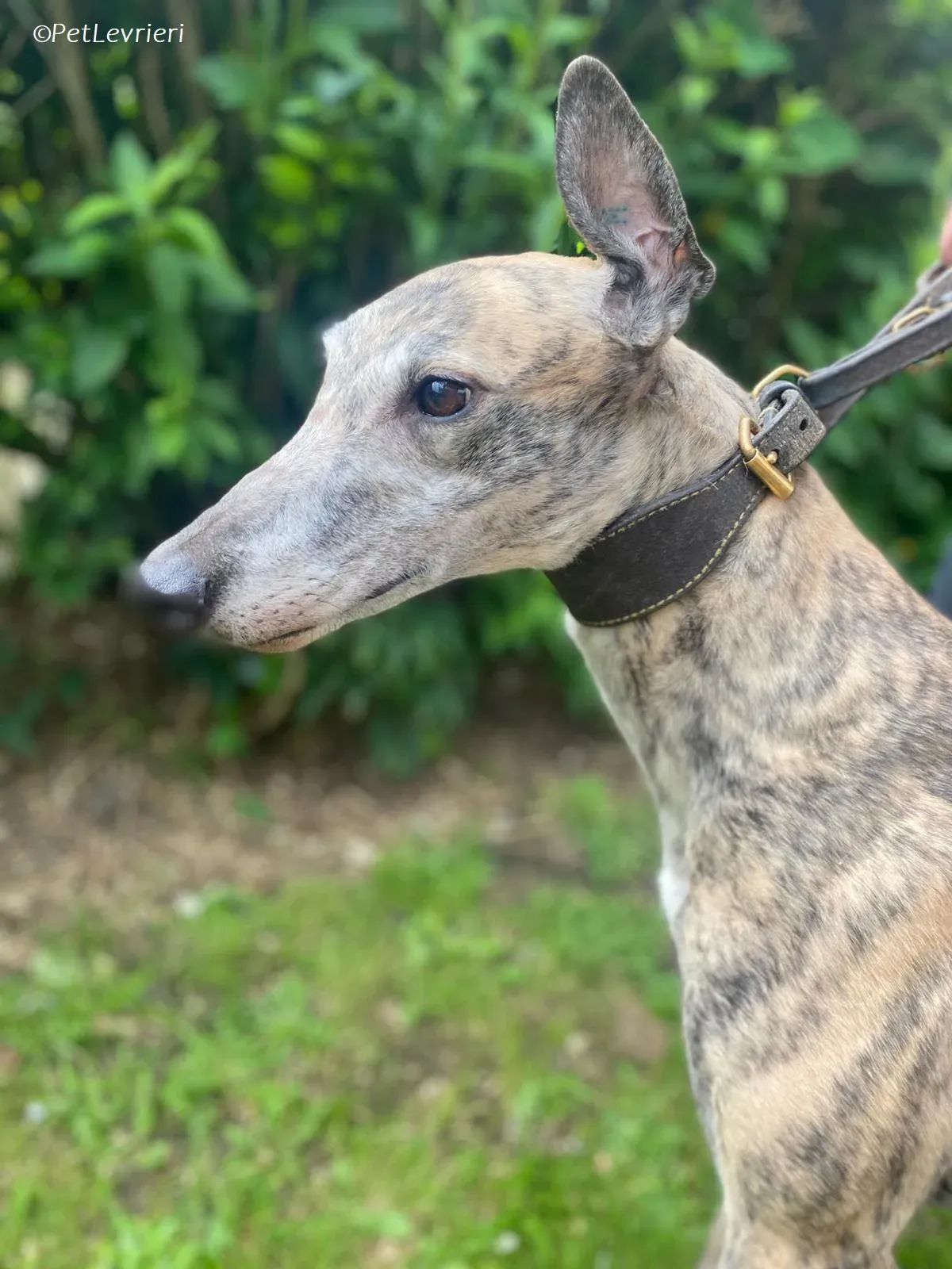 Doireann adozione levrieri greyhound 3